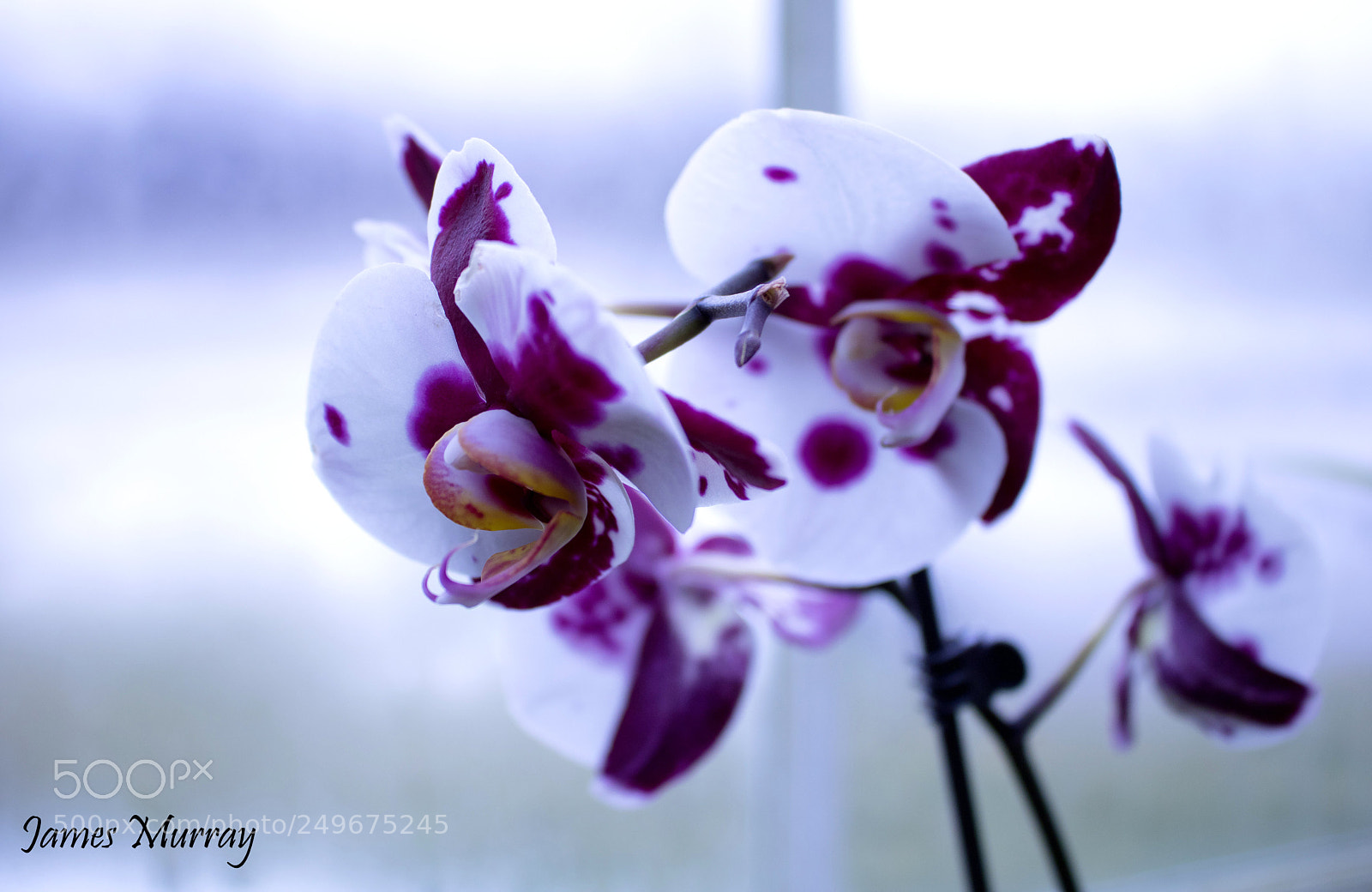 Canon EOS 750D (EOS Rebel T6i / EOS Kiss X8i) sample photo. Orchid photography