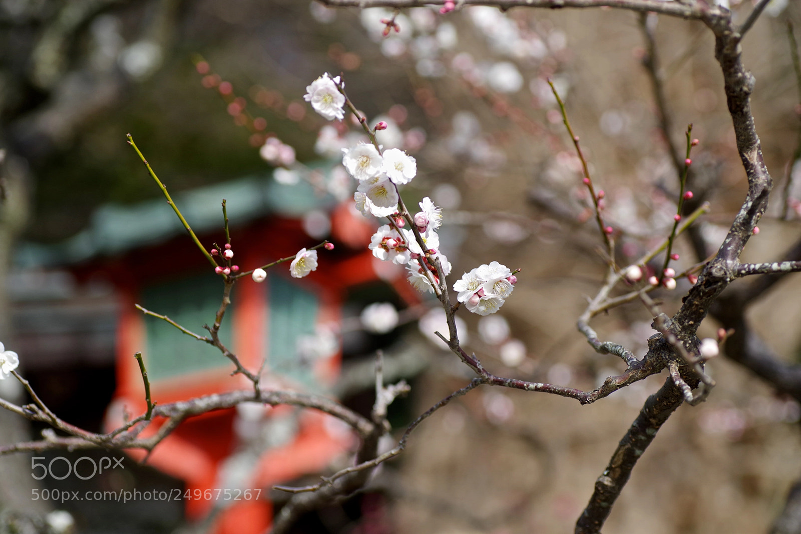 Pentax K-1 sample photo. Shrine and plum photography