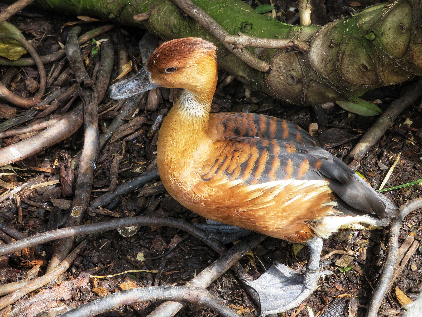 Canon PowerShot SX720 HS sample photo. Fulvous whistling duck photography