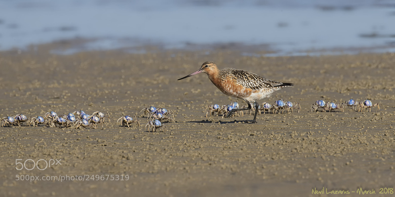Canon EOS-1D X sample photo. Bar-tailed godwit and soldier photography