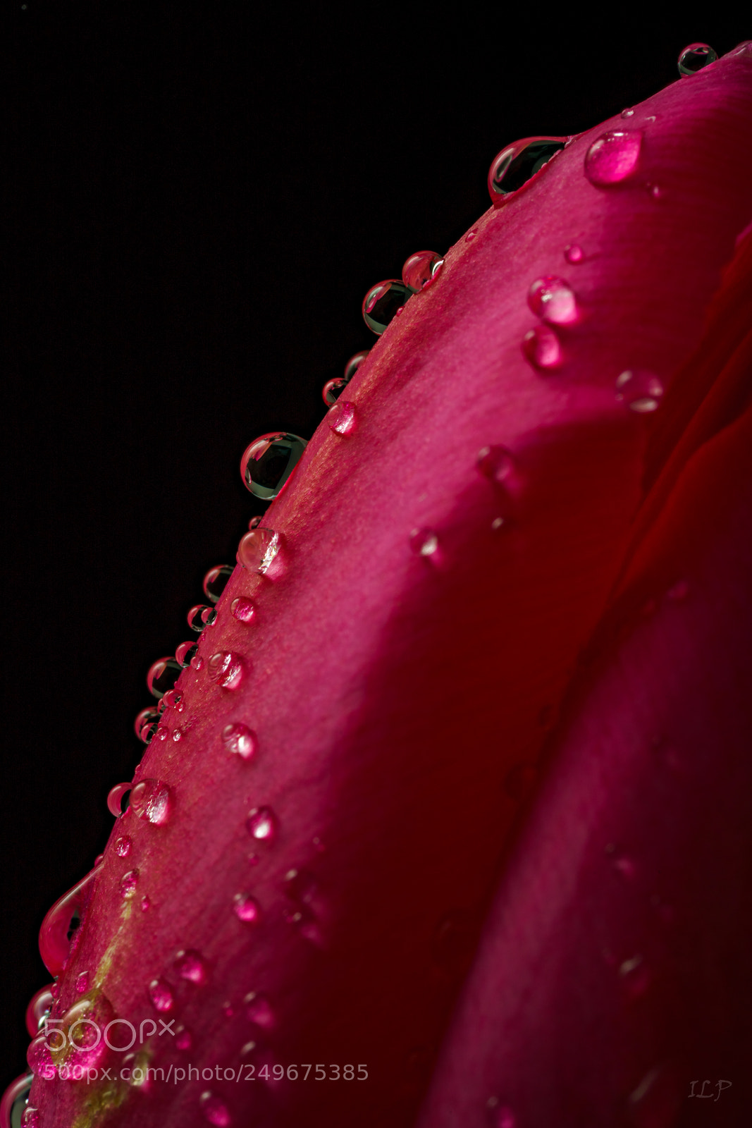Sony a7R III sample photo. The tulip's edge photography