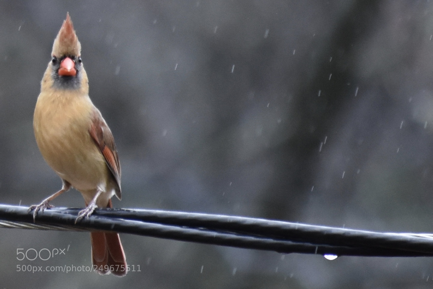 Nikon D7200 sample photo. Cardinal female 2 photography