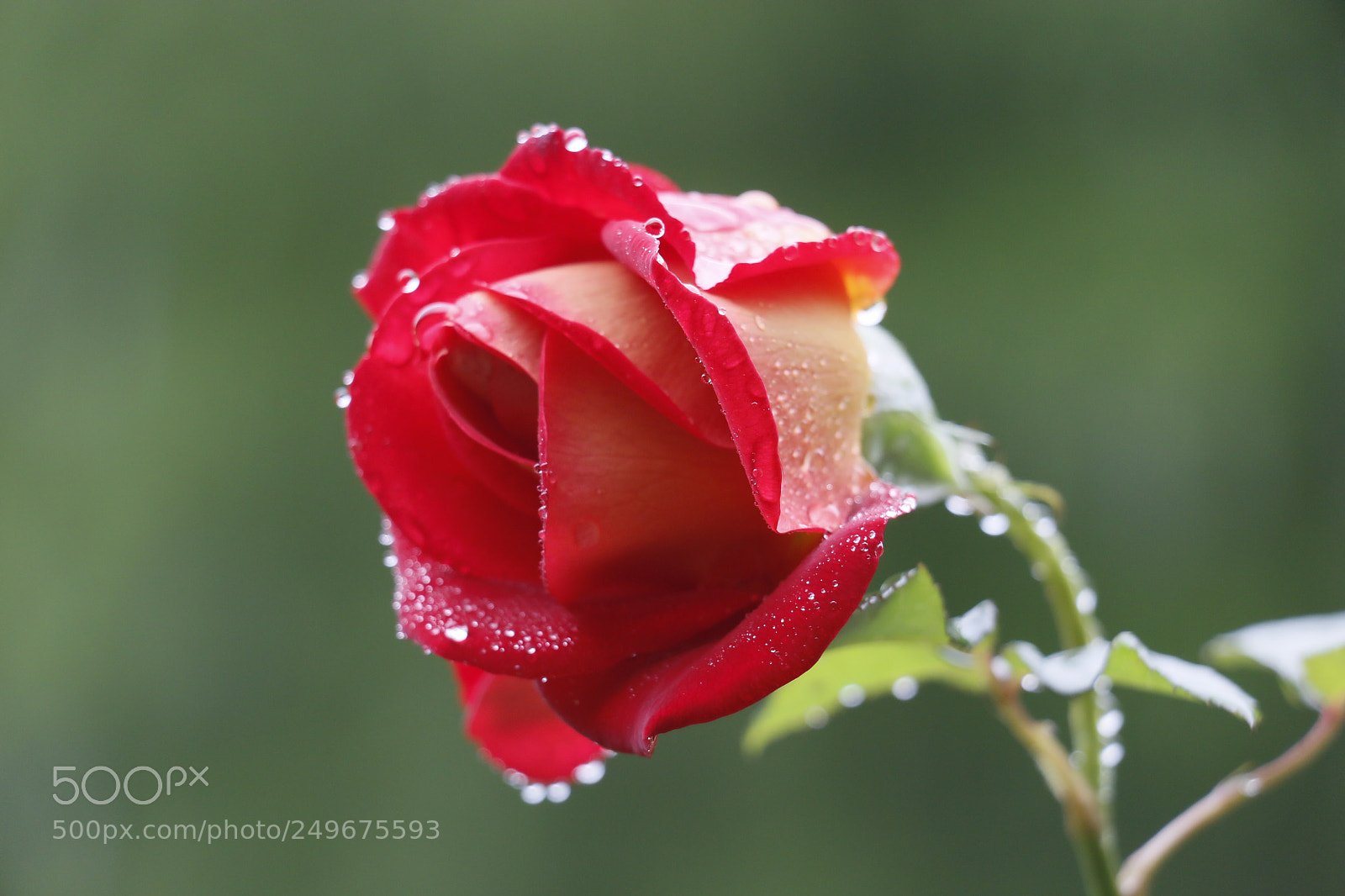 Canon EOS 70D sample photo. 雨后 photography