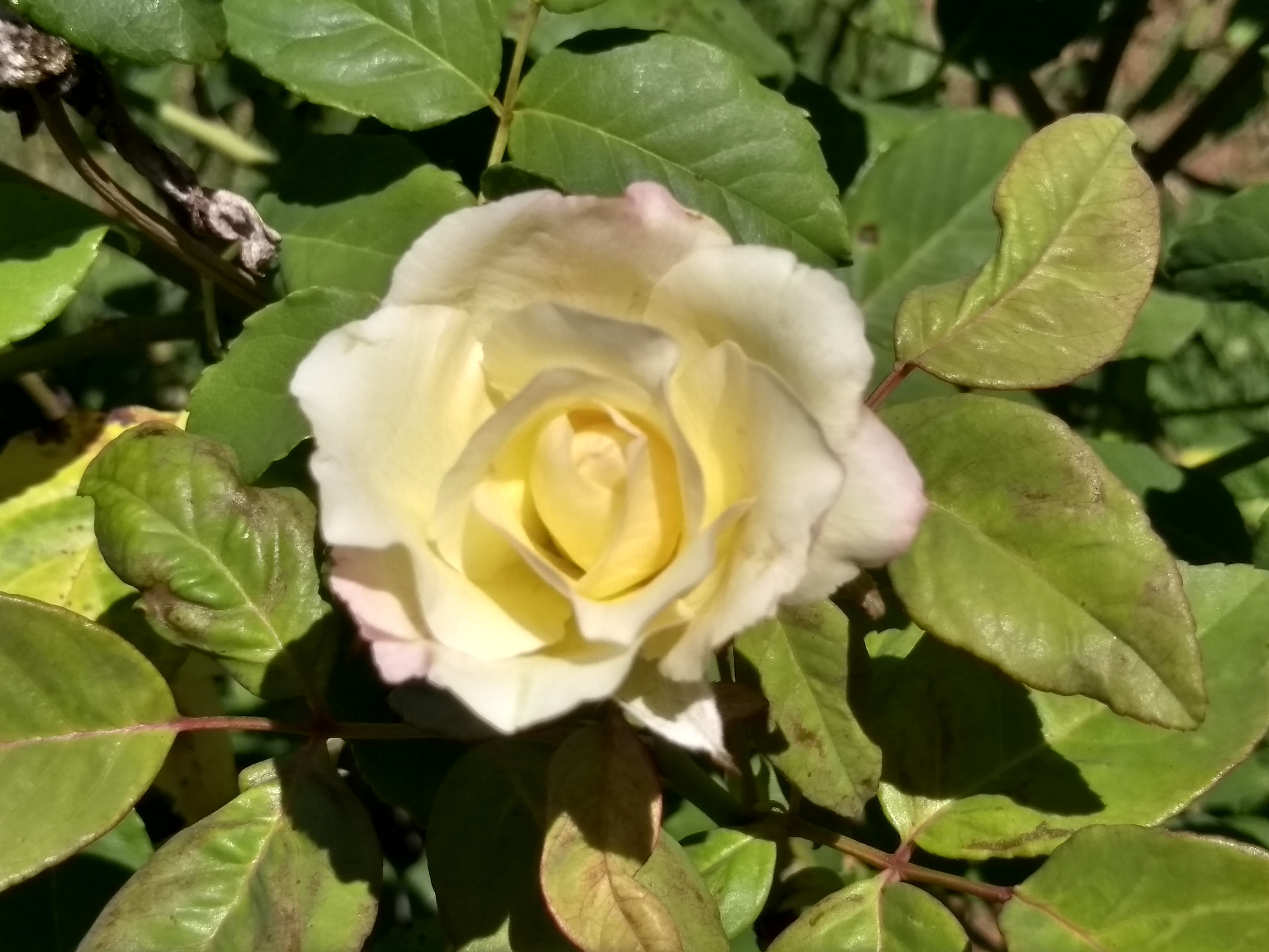 Motorola Moto G (5S) sample photo