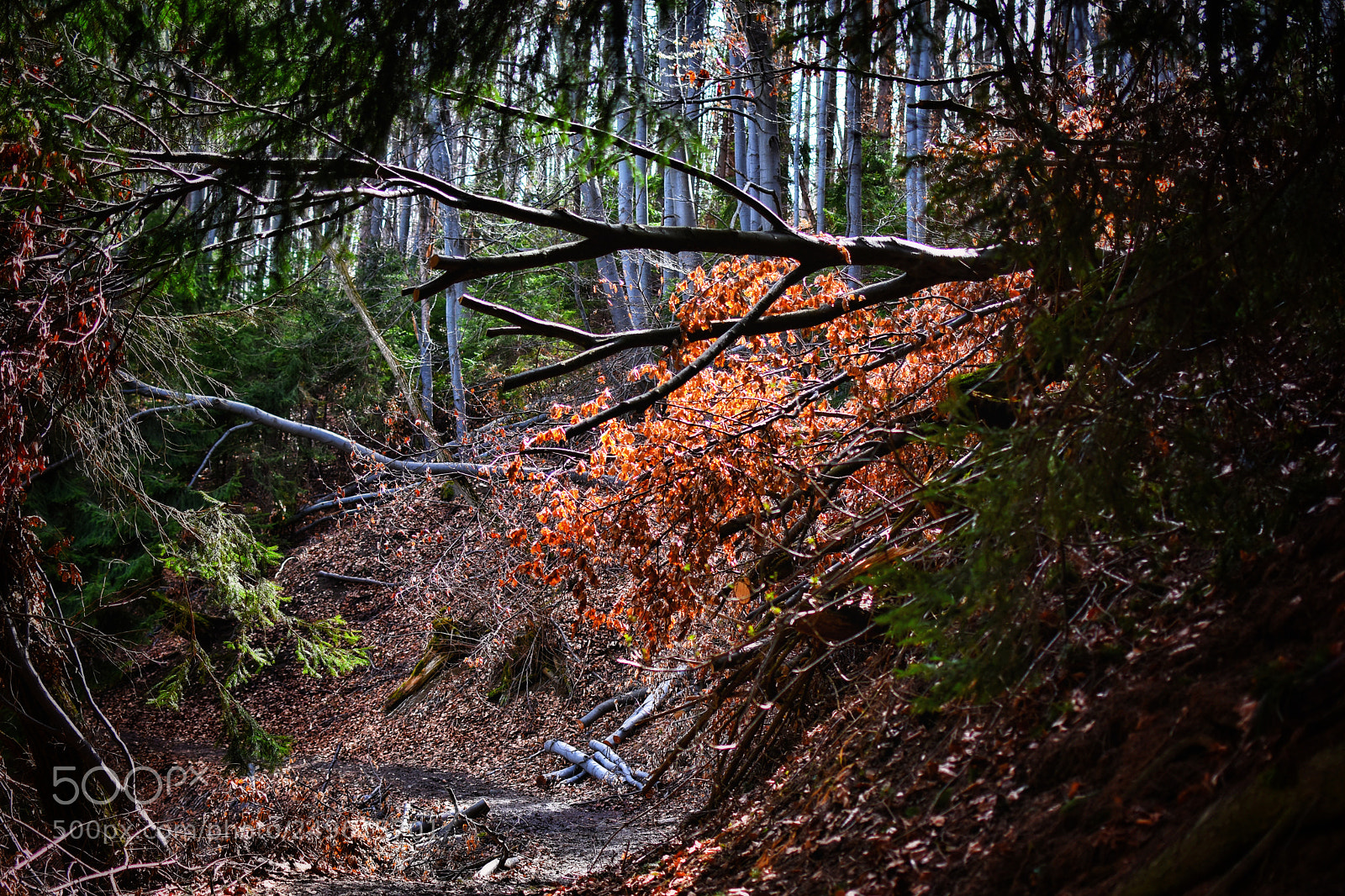 Nikon D7200 sample photo. Untitled photography