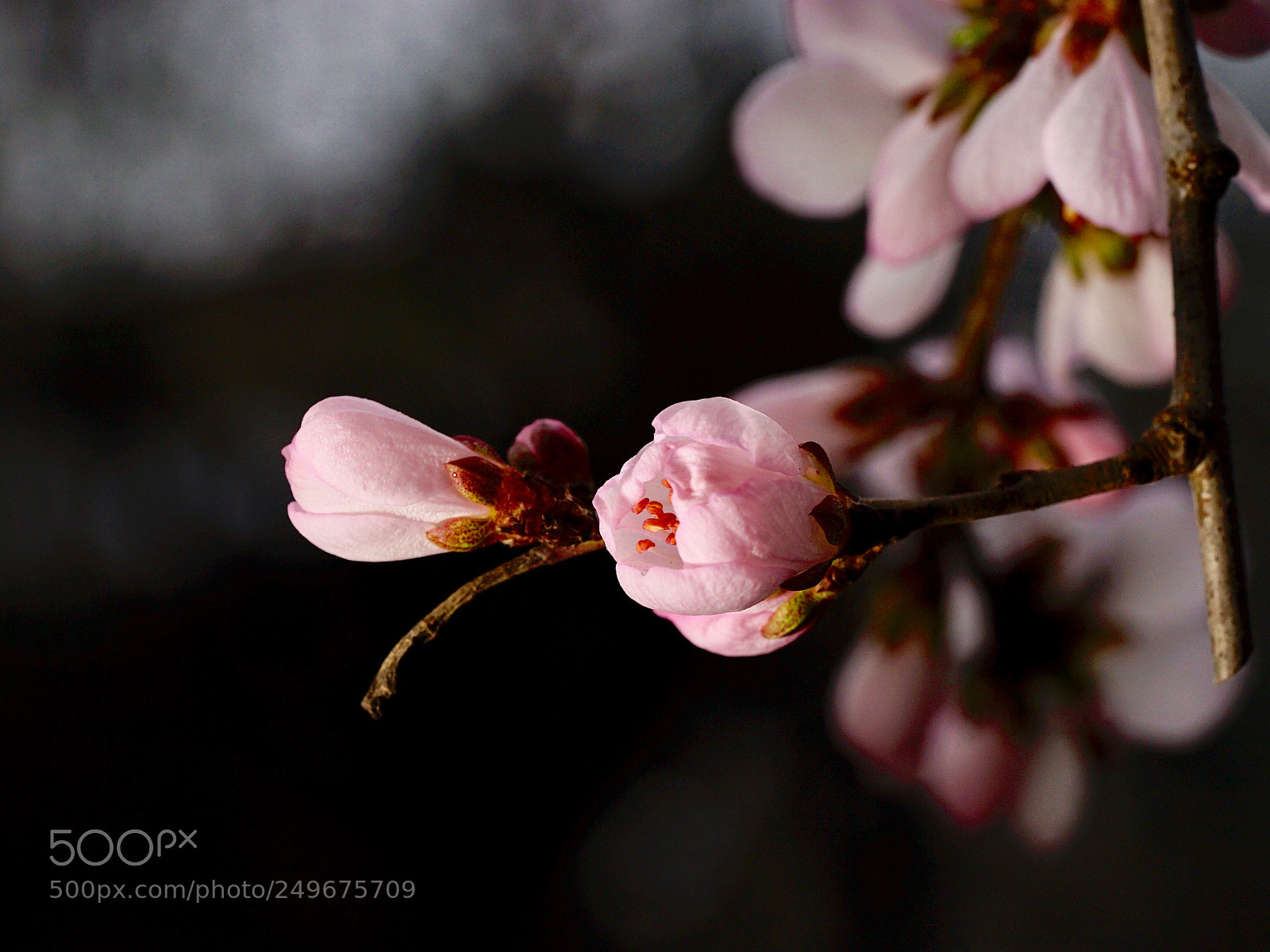 Sony a7 II sample photo. 吐蕊… photography