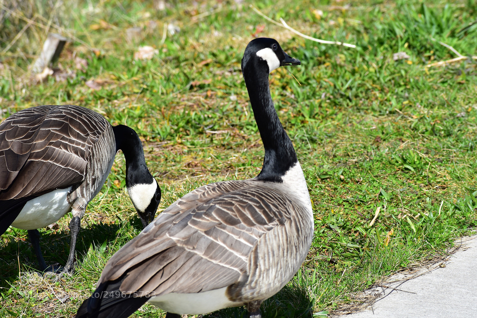 Nikon D3400 sample photo. Wild life, fighter jet photography
