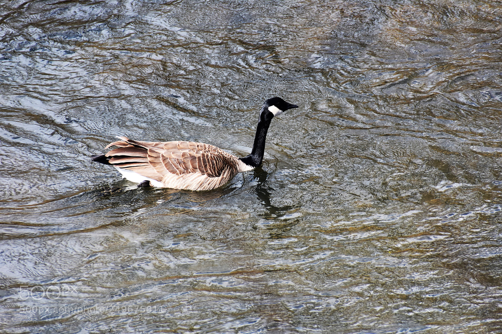 Nikon D3400 sample photo. Wild life, fighter jet photography