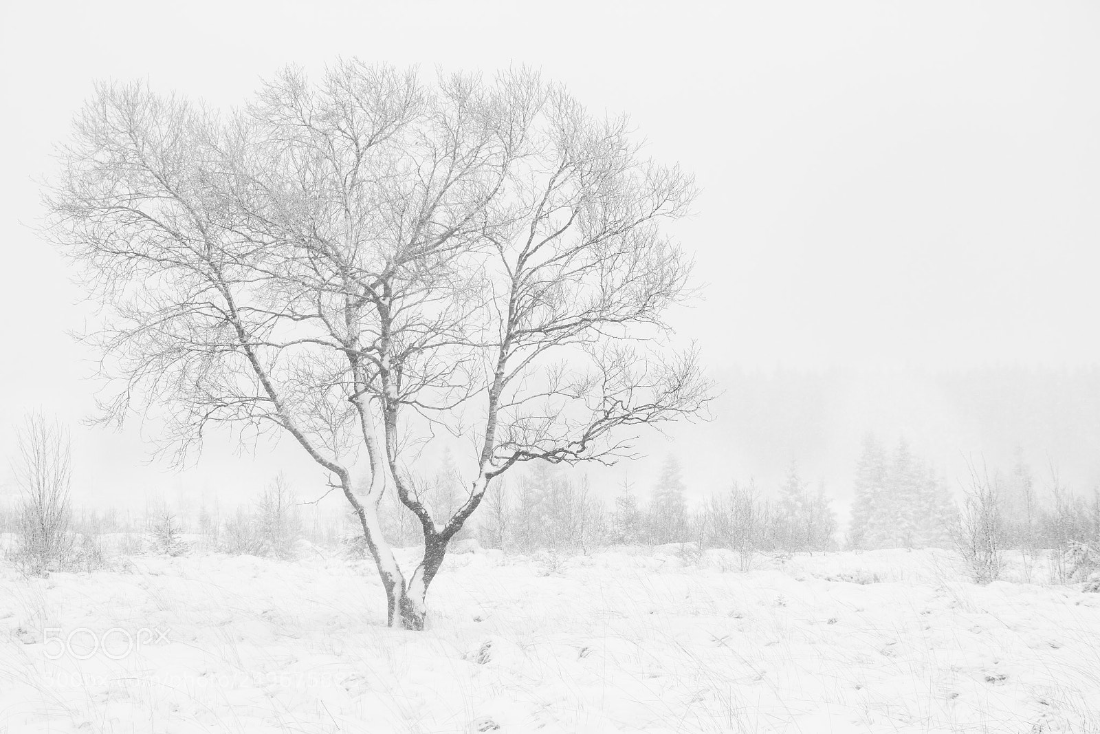 Canon EOS 70D sample photo. The beauty of winter 1 photography