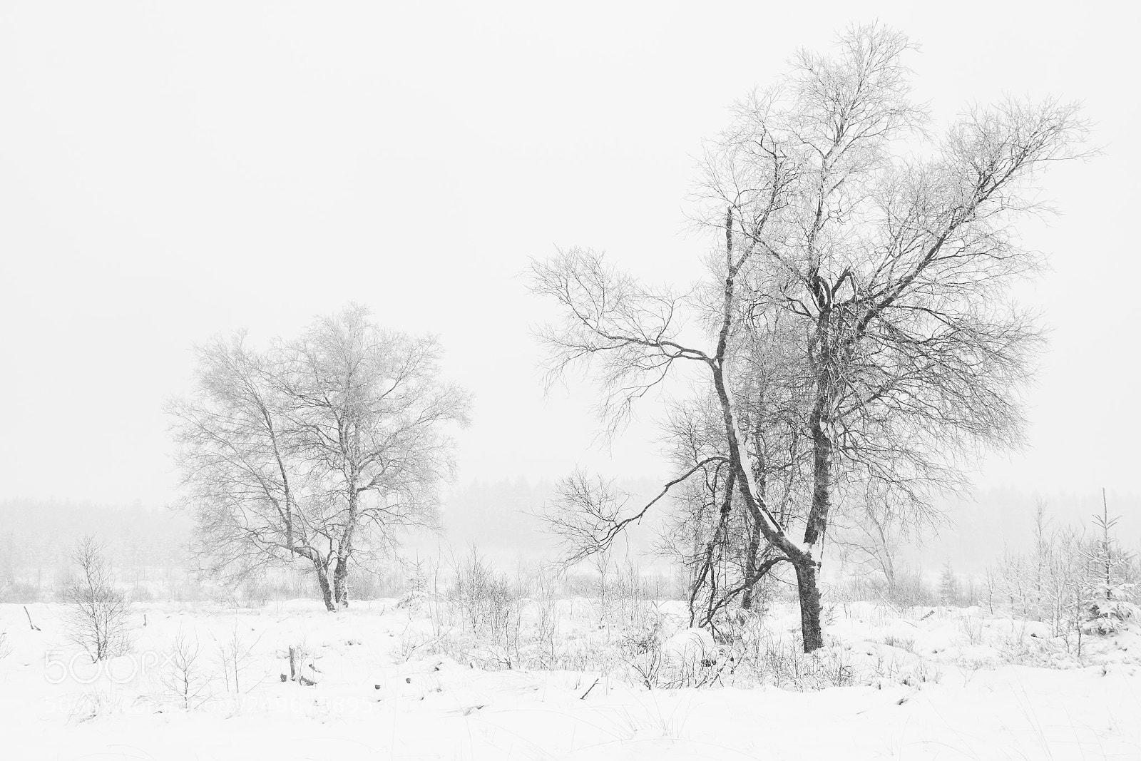 Canon EOS 70D sample photo. The beauty of winter 2 photography