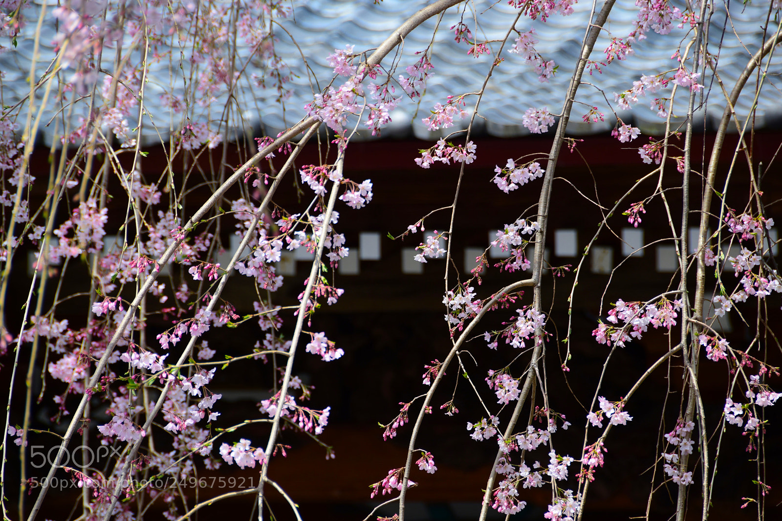 Nikon D5300 sample photo. Spring photography