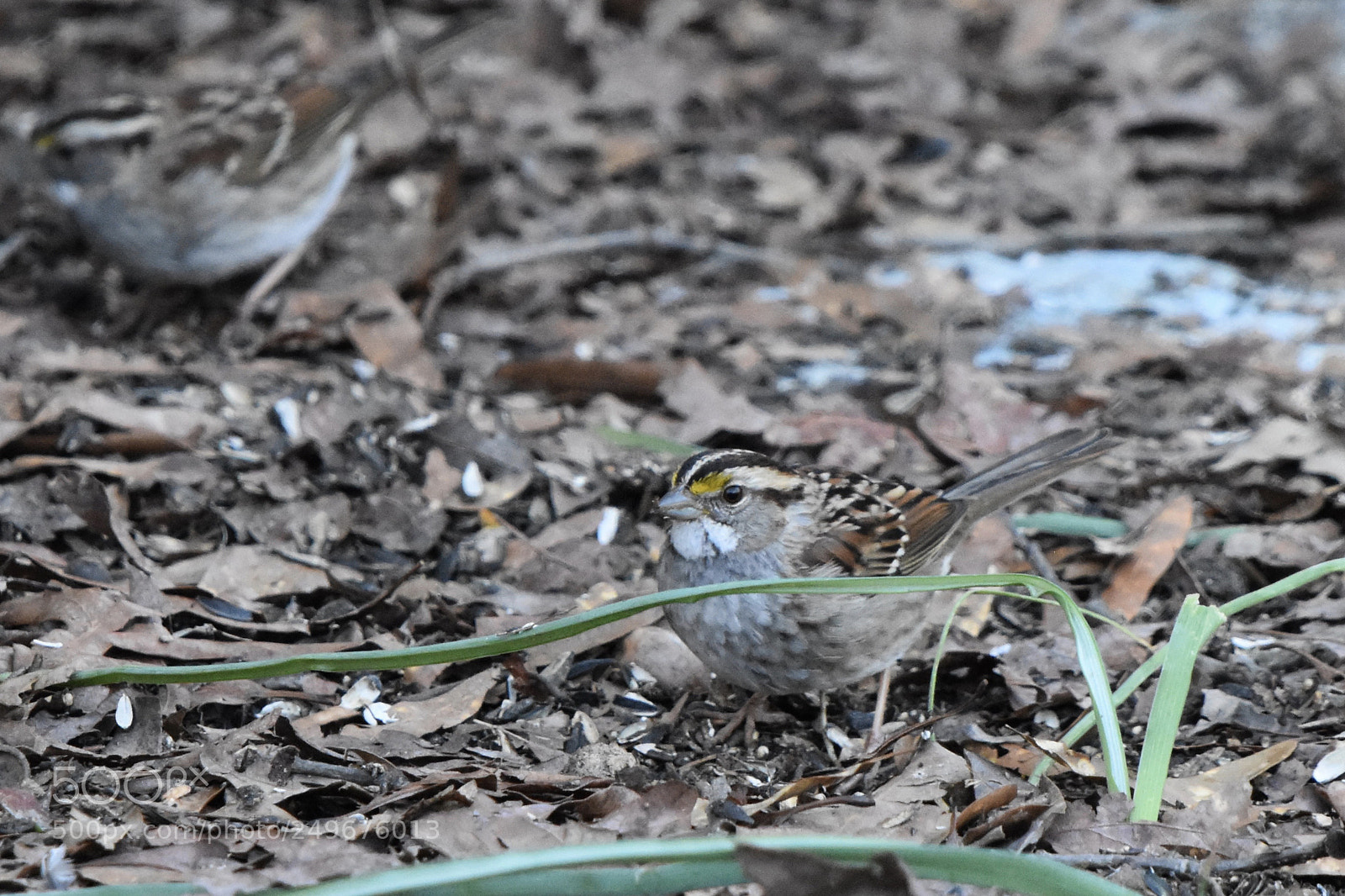 Nikon D7200 sample photo. Sparrow photography
