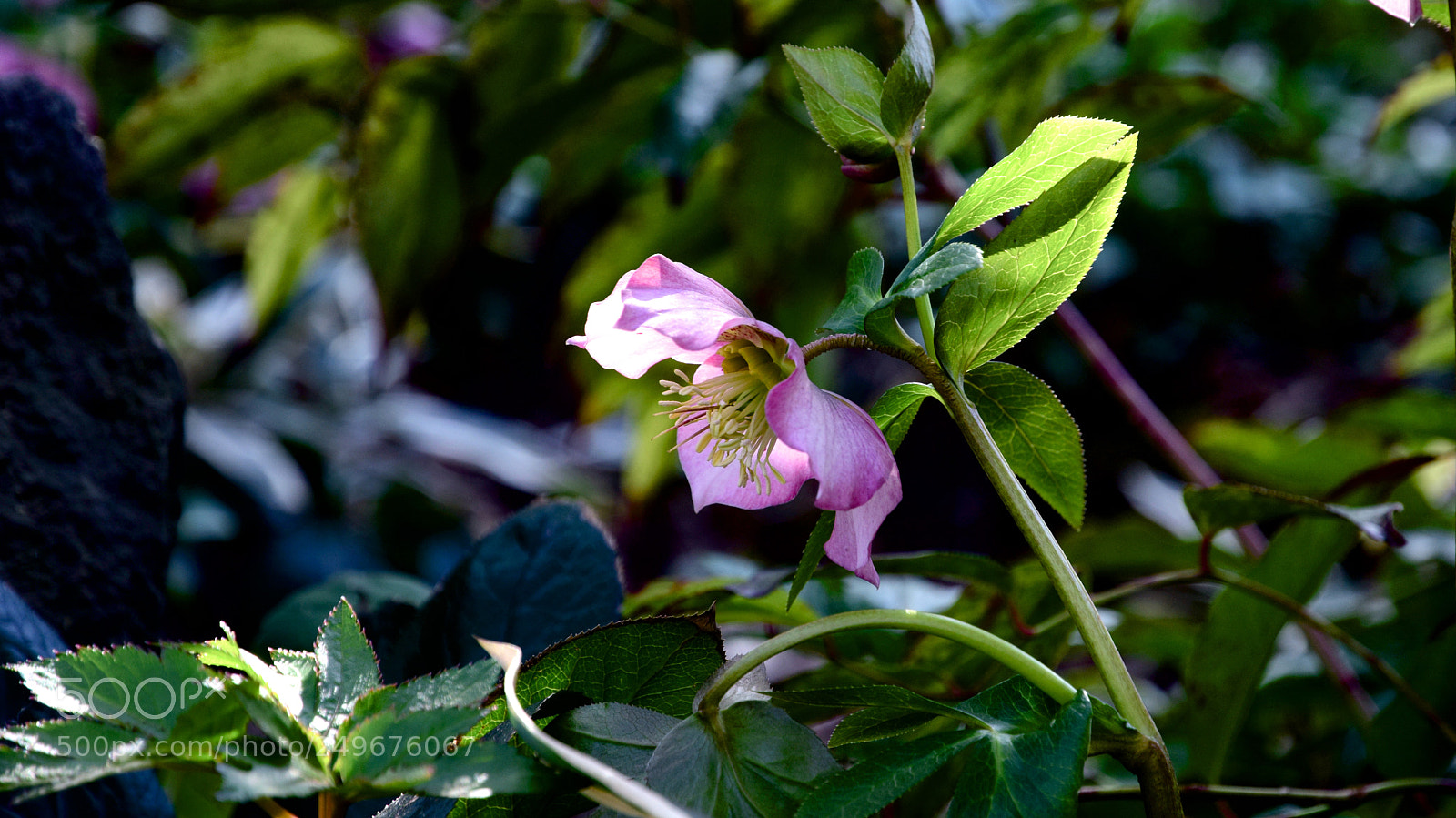 Nikon D5300 sample photo. Spring photography