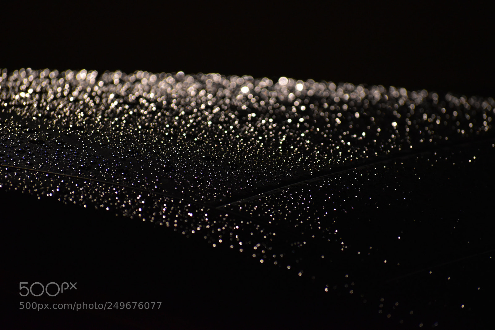Nikon D5600 sample photo. Hood of a car photography