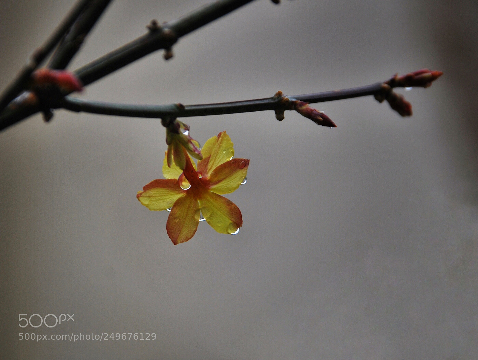 Nikon D60 sample photo. Untitled photography