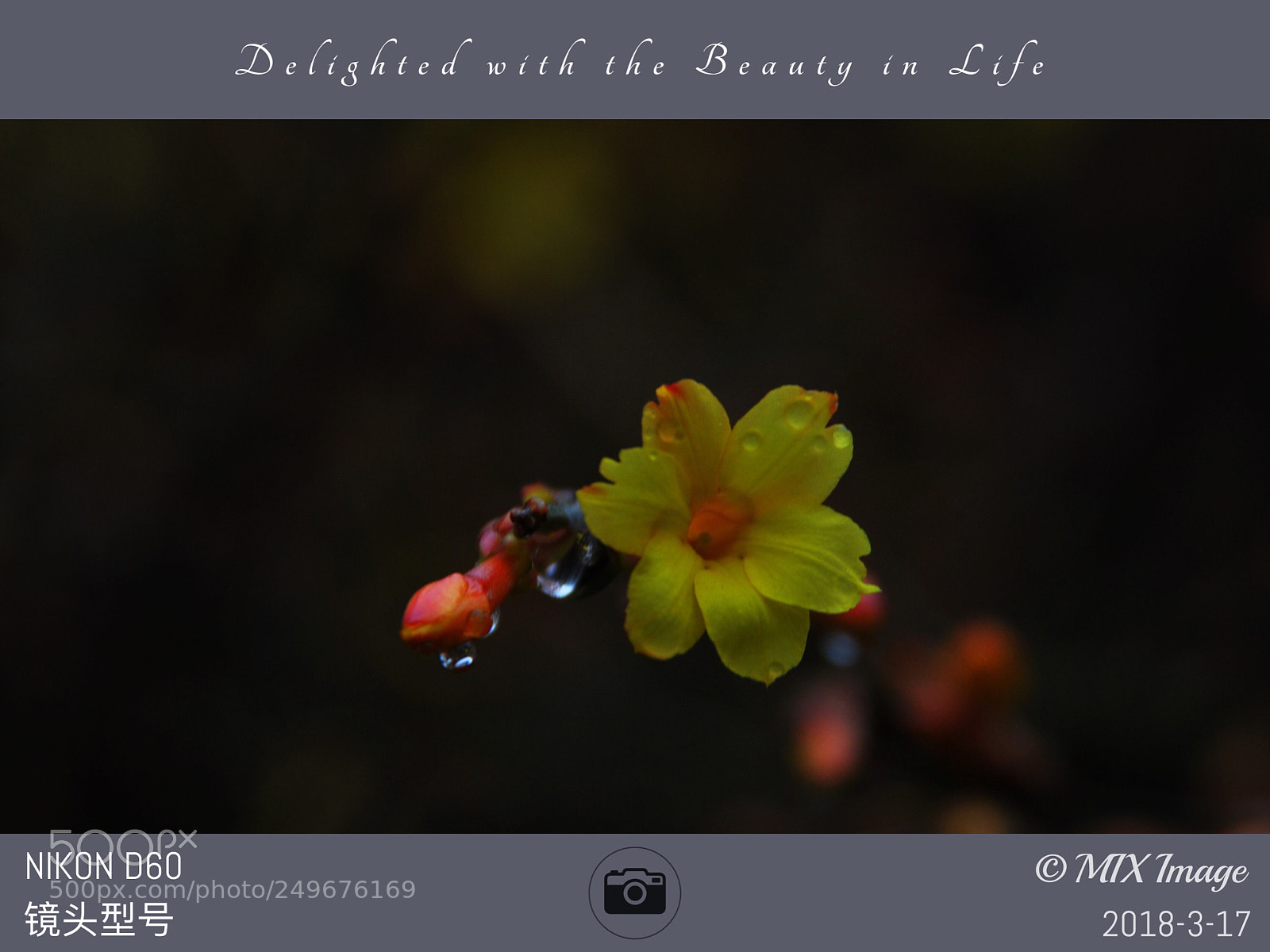 Nikon D60 sample photo. Untitled photography