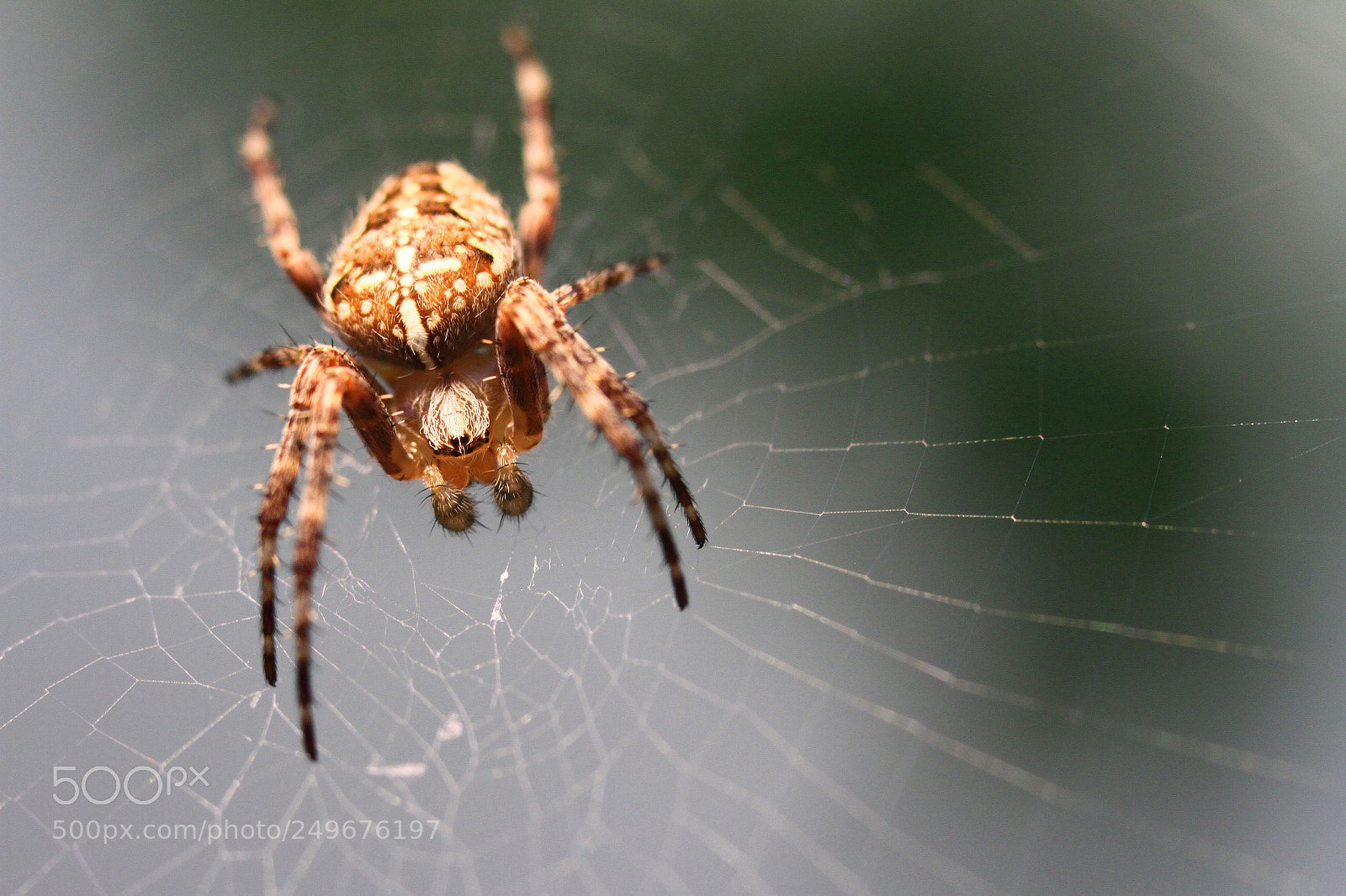 Canon EOS 7D sample photo. Spider on it's web. photography