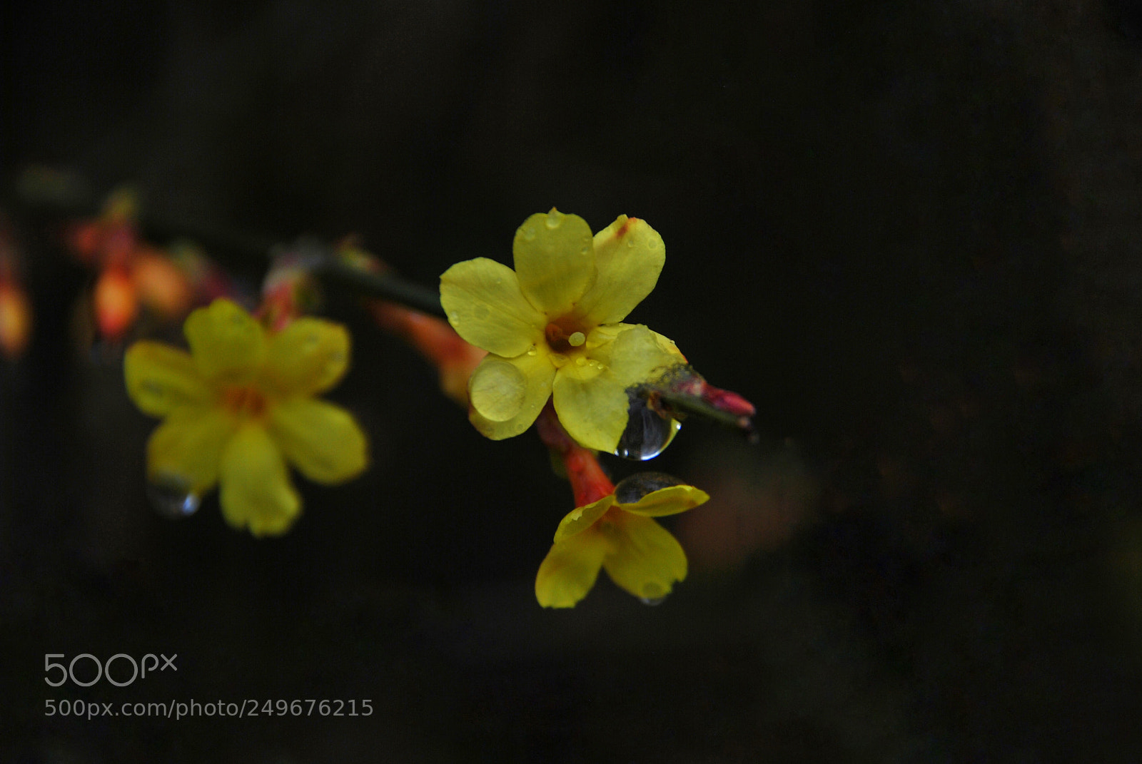 Nikon D60 sample photo. Untitled photography