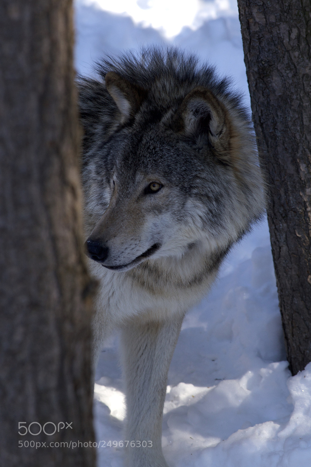 Canon EOS 6D sample photo. Timber wolf photography