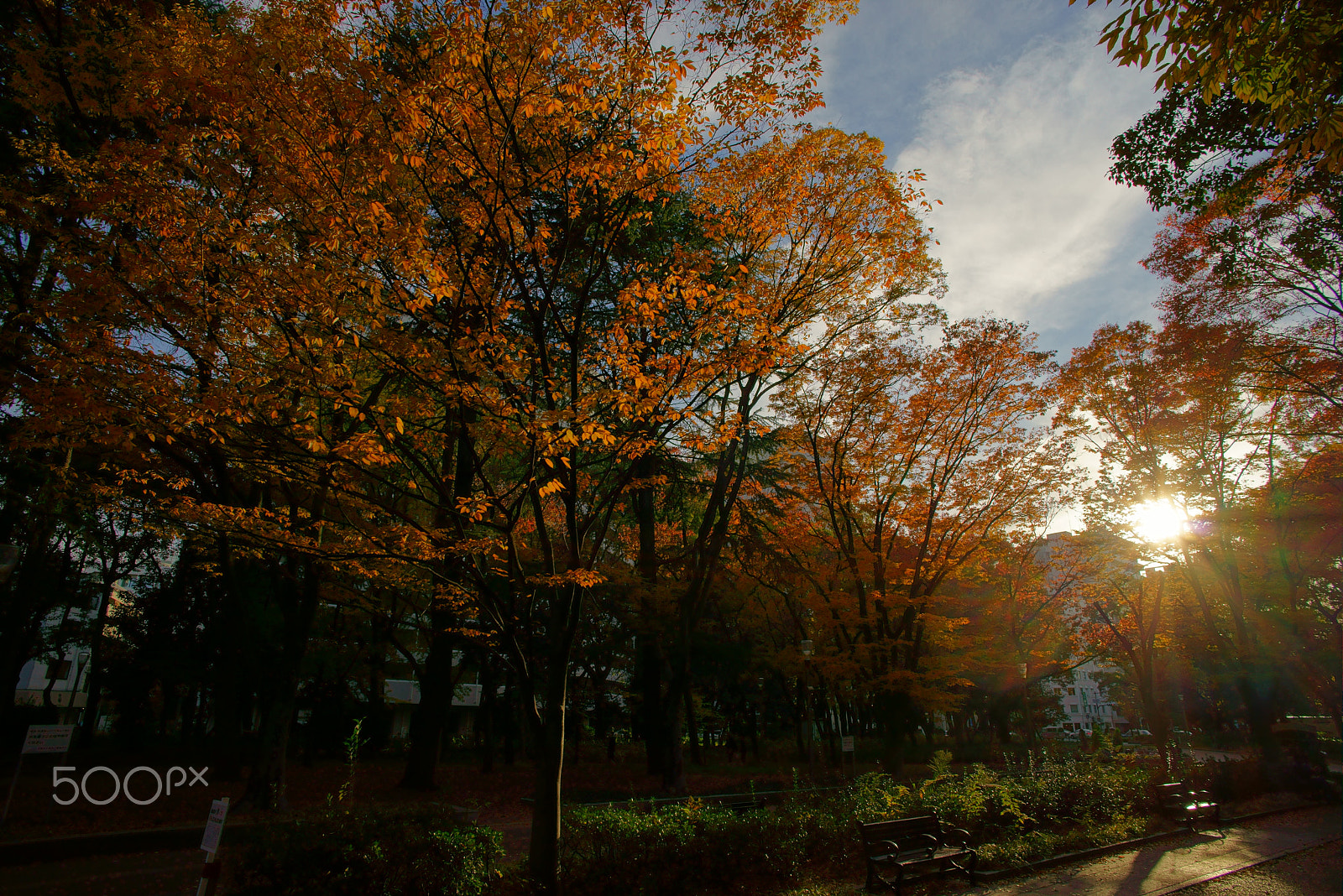 Sony a7R sample photo. Autumn leaves at dusk photography