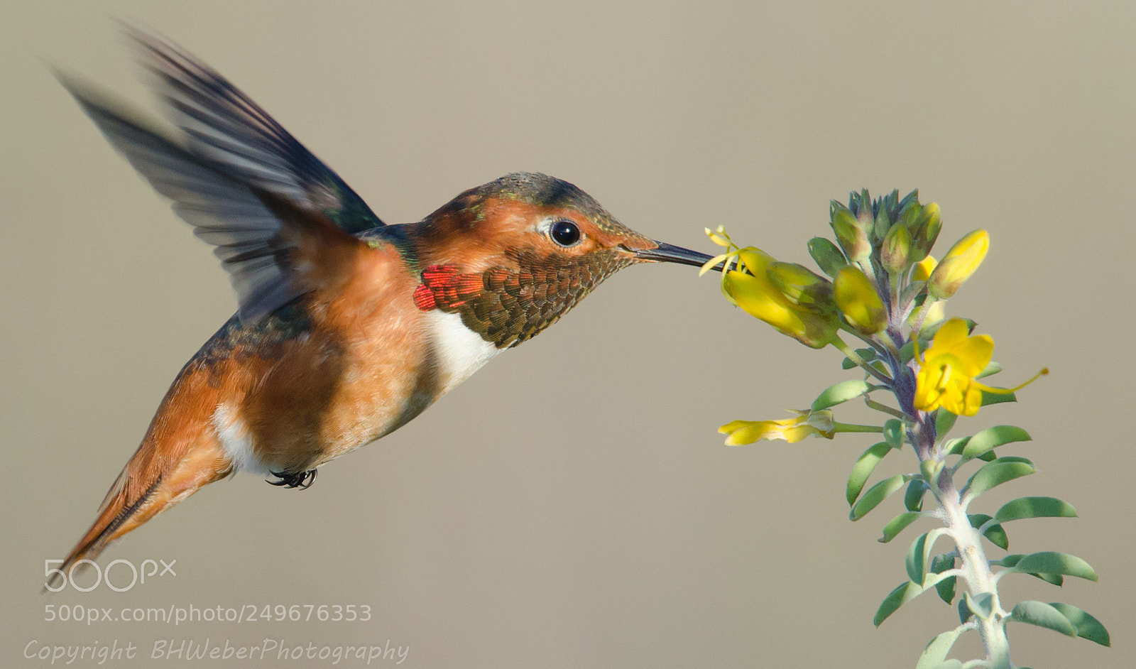 Nikon D7000 sample photo. Allen's hummingbird photography