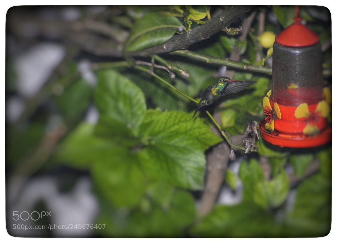 Nikon D5300 sample photo. Colibri photography
