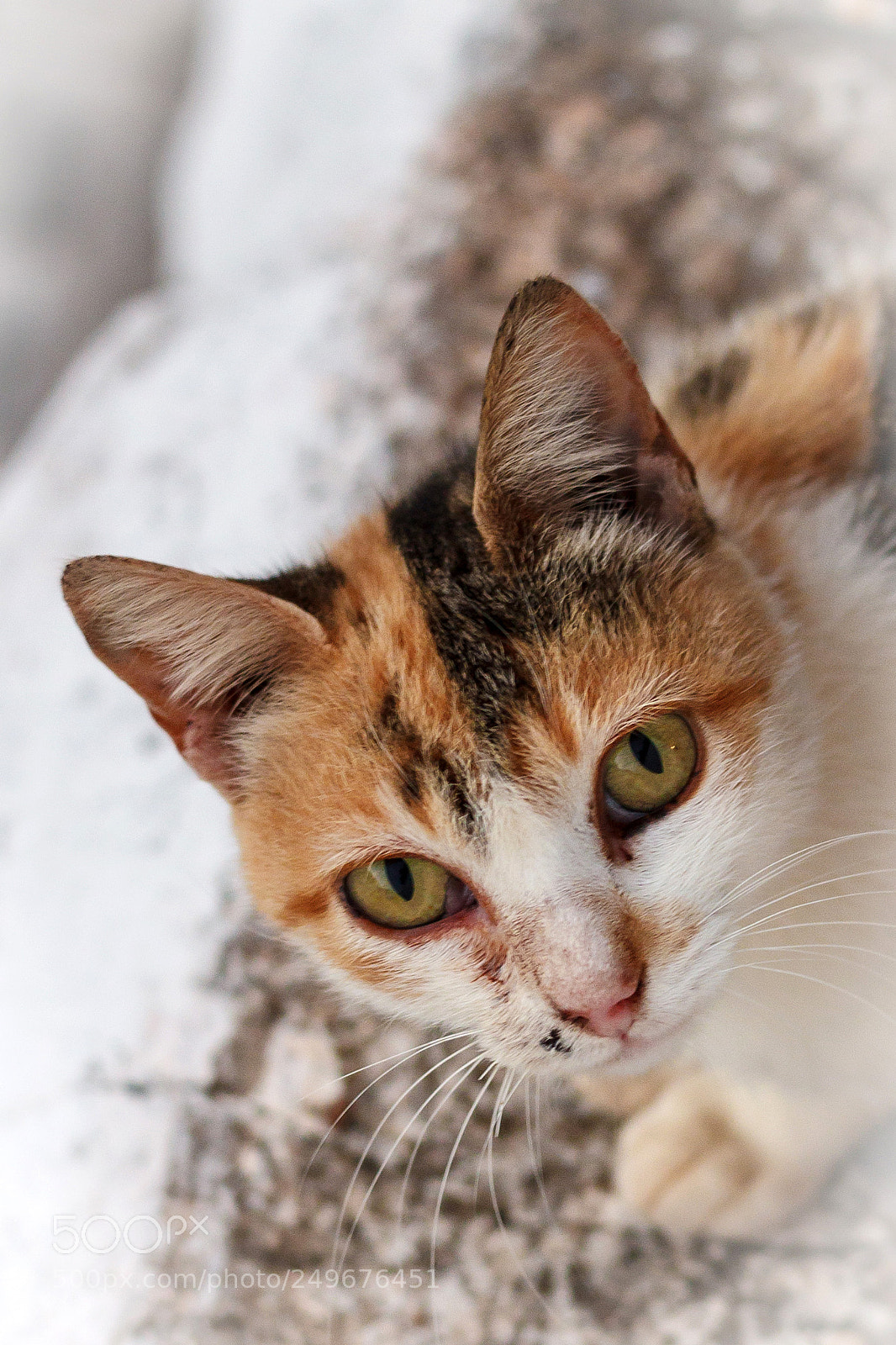Canon EOS 500D (EOS Rebel T1i / EOS Kiss X3) sample photo. Kitten portrait photography