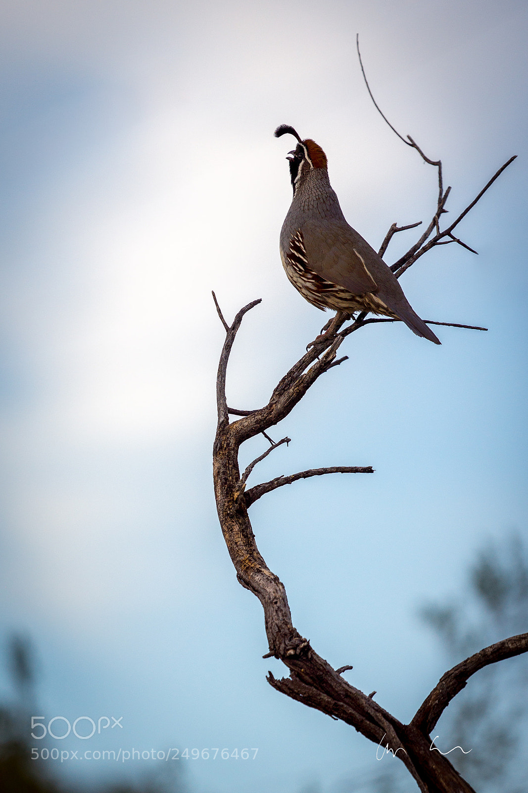 Sony Alpha NEX-7 sample photo. Quail king photography