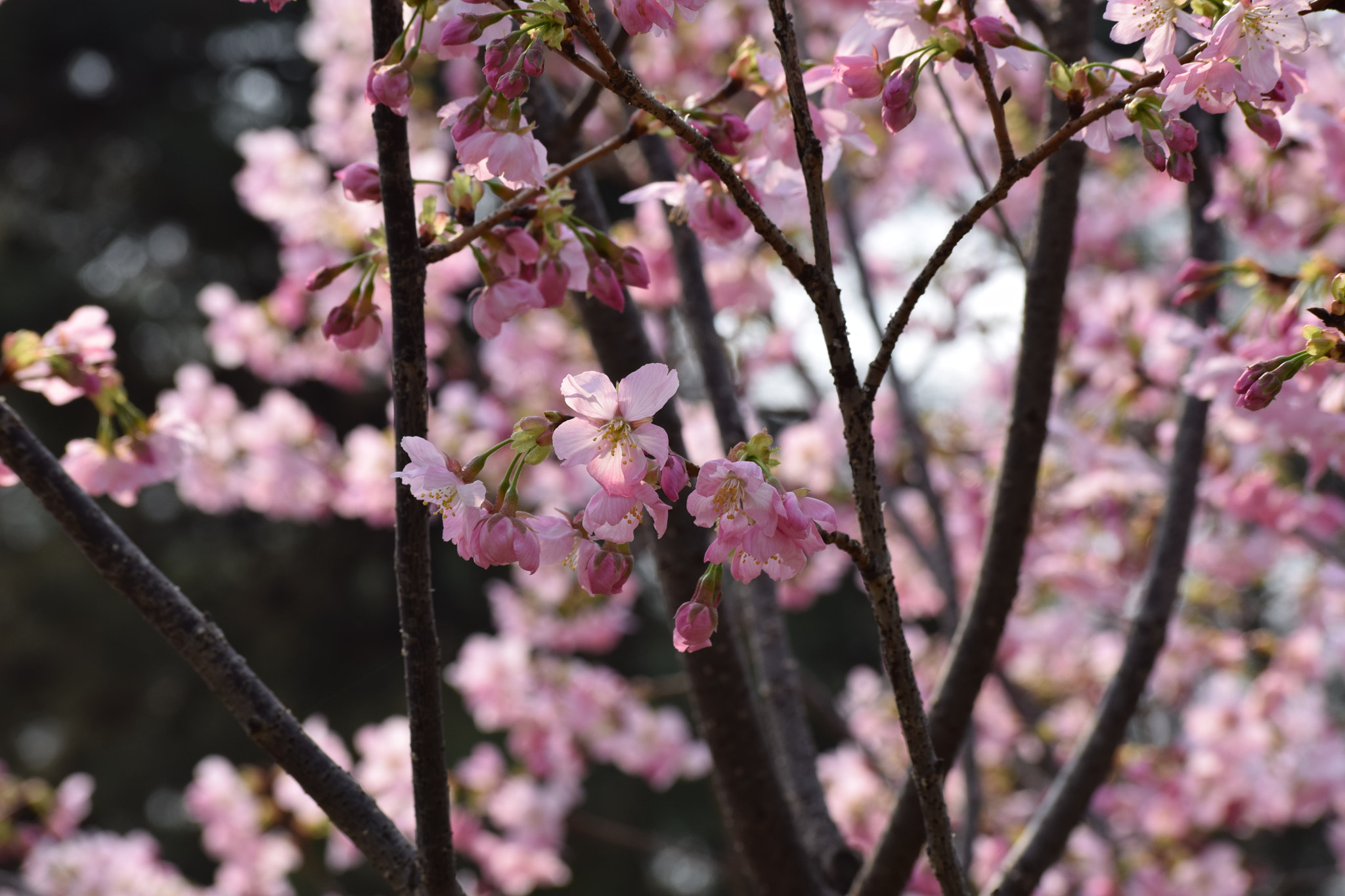 Nikon D5300 sample photo. Untitled photography