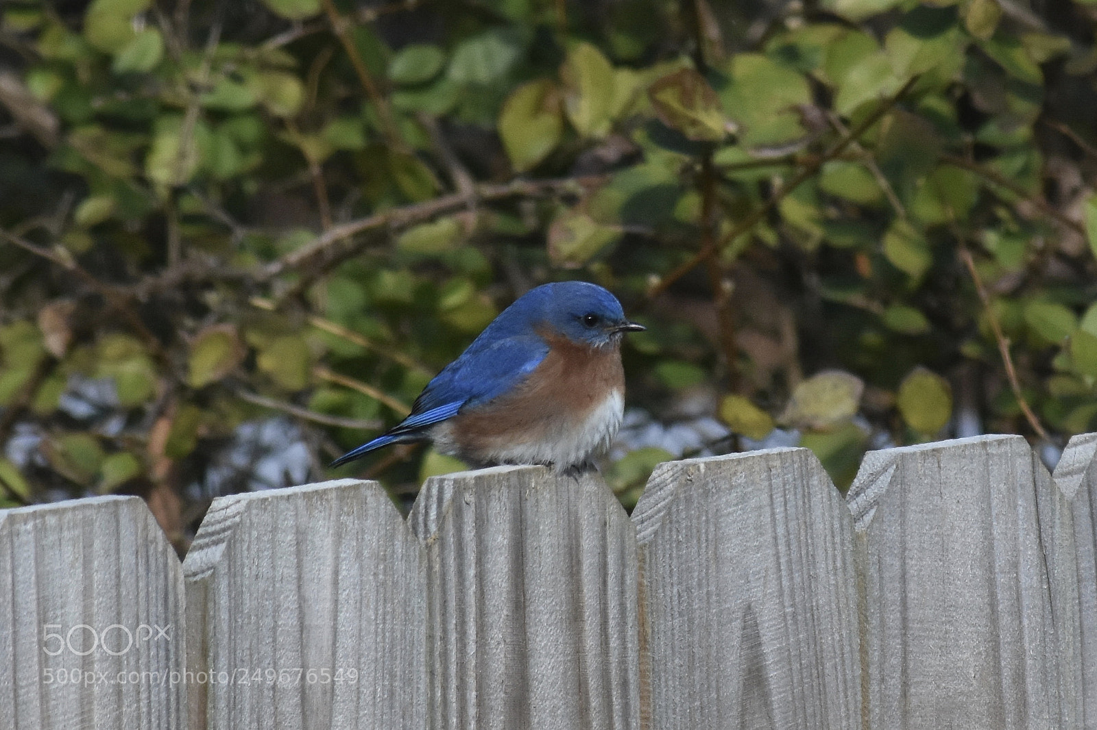 Nikon D7200 sample photo. Bluebird 2 photography