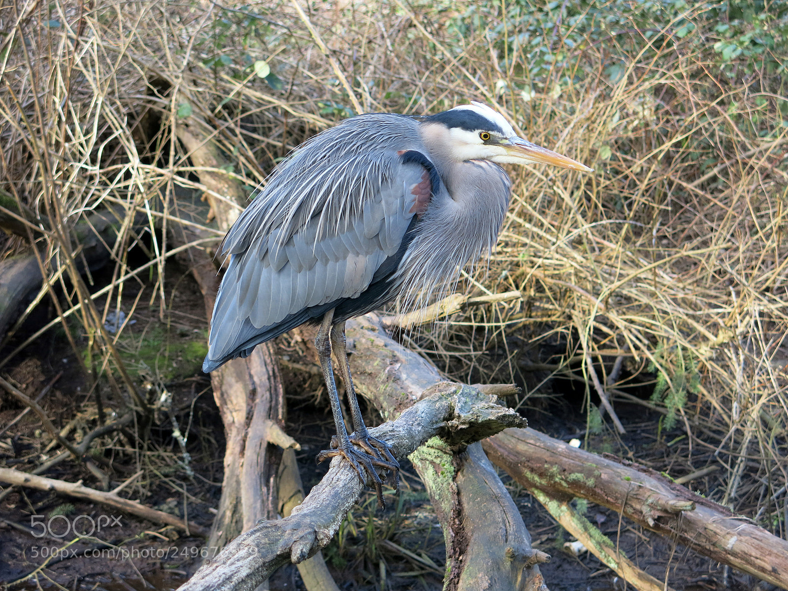 Canon PowerShot G15 sample photo. Img 7503-0.jpg blue heron photography