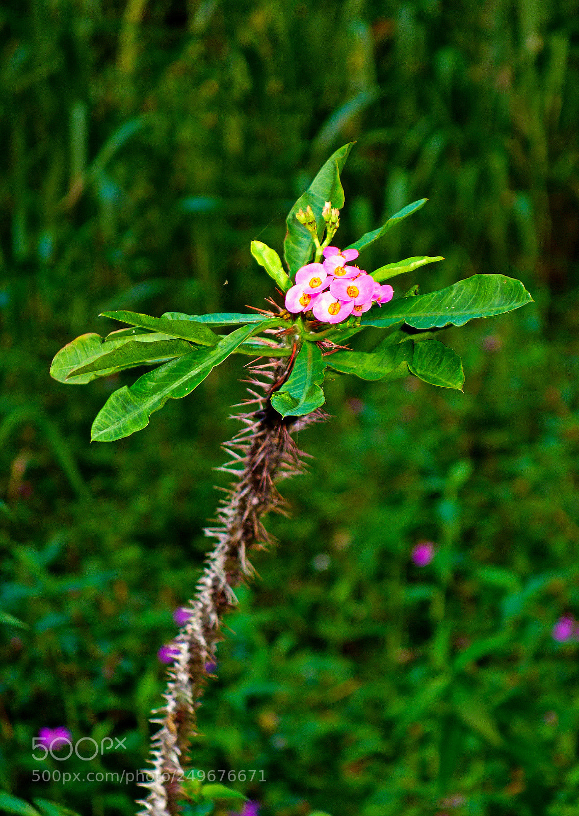 Sony Cyber-shot DSC-RX100 sample photo. Pink crown of thorns photography