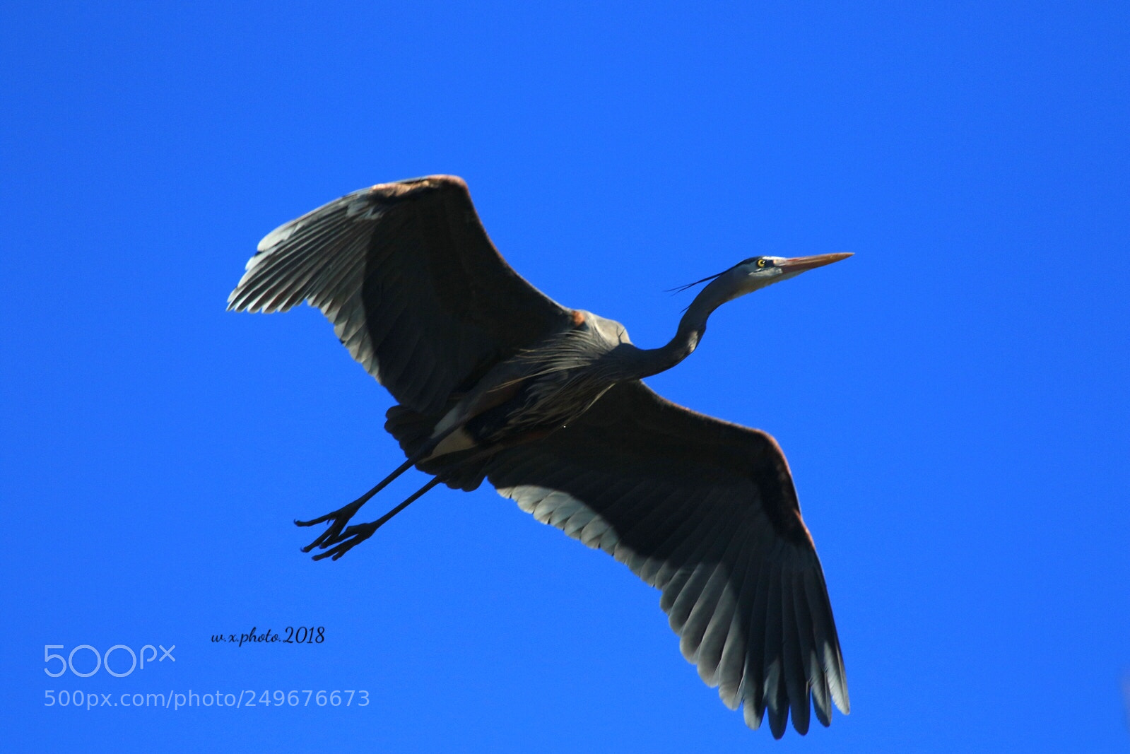Canon EOS 7D Mark II sample photo. Fly photography
