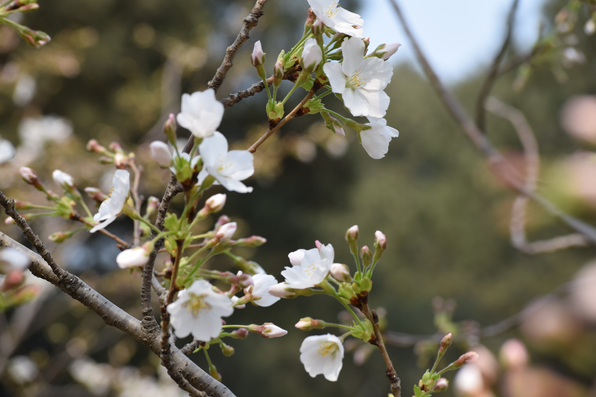 Nikon D5300 sample photo