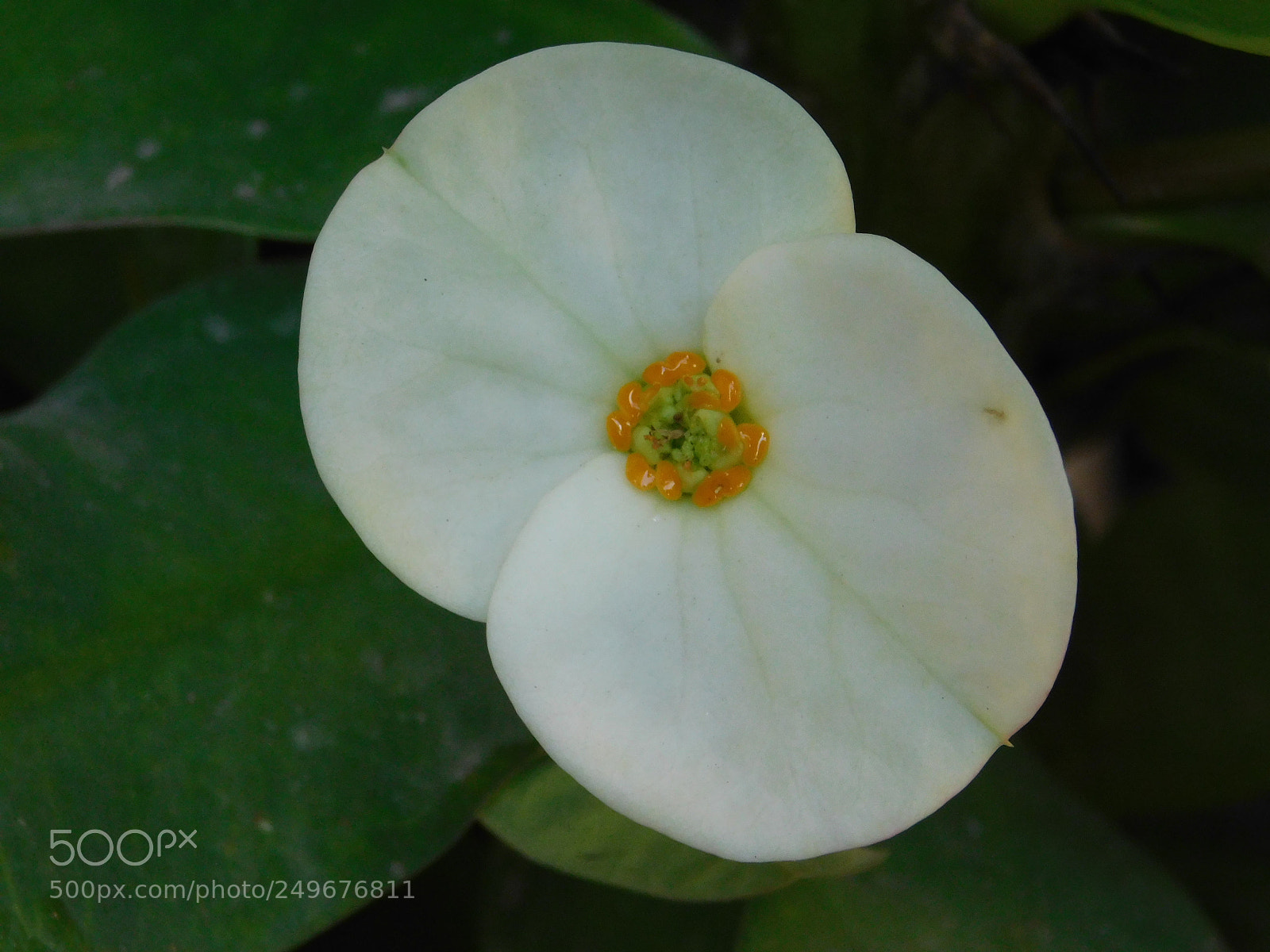 Nikon Coolpix B500 sample photo. Beauty white photography