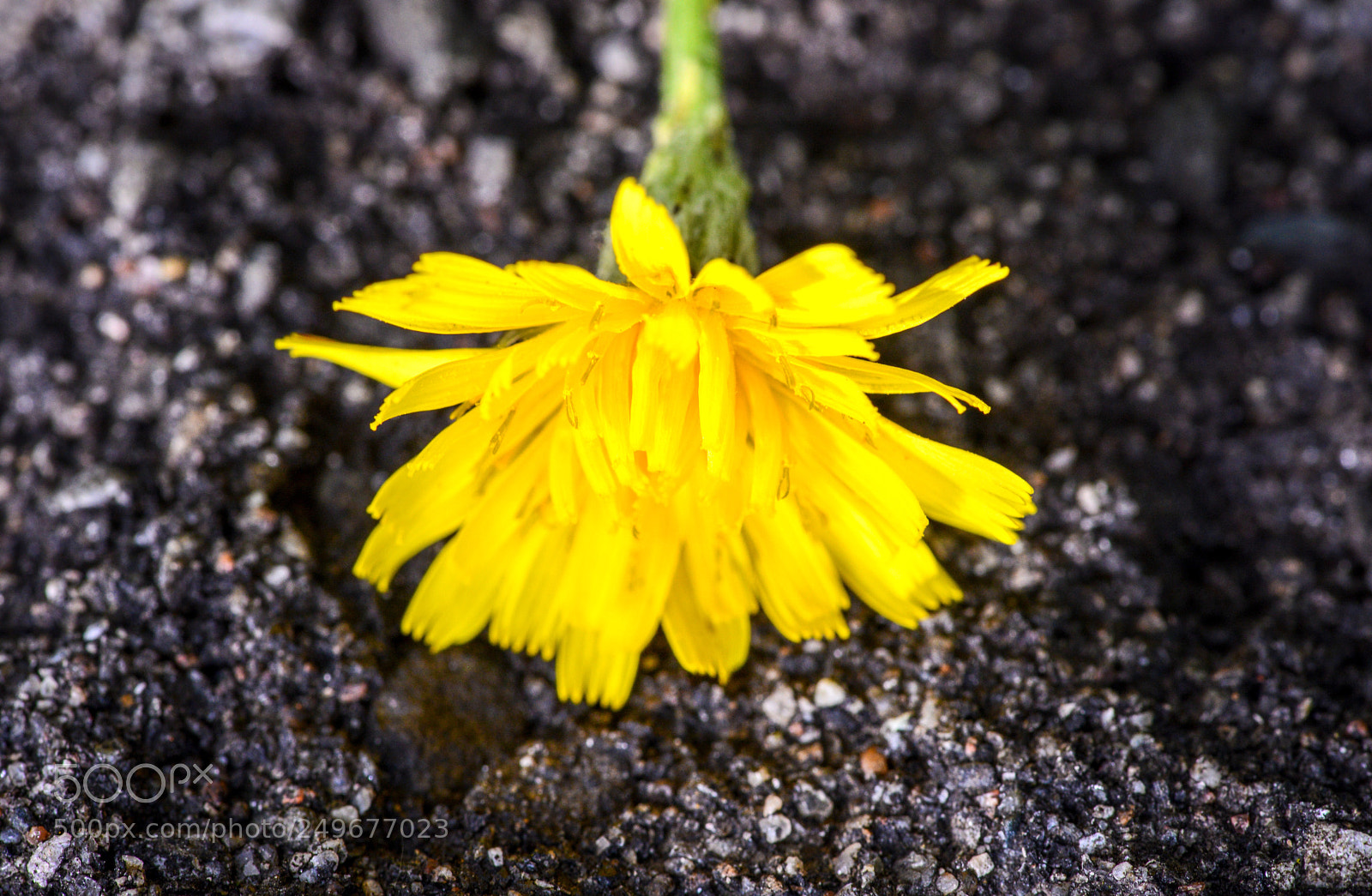Nikon D600 sample photo. Ground flower photography