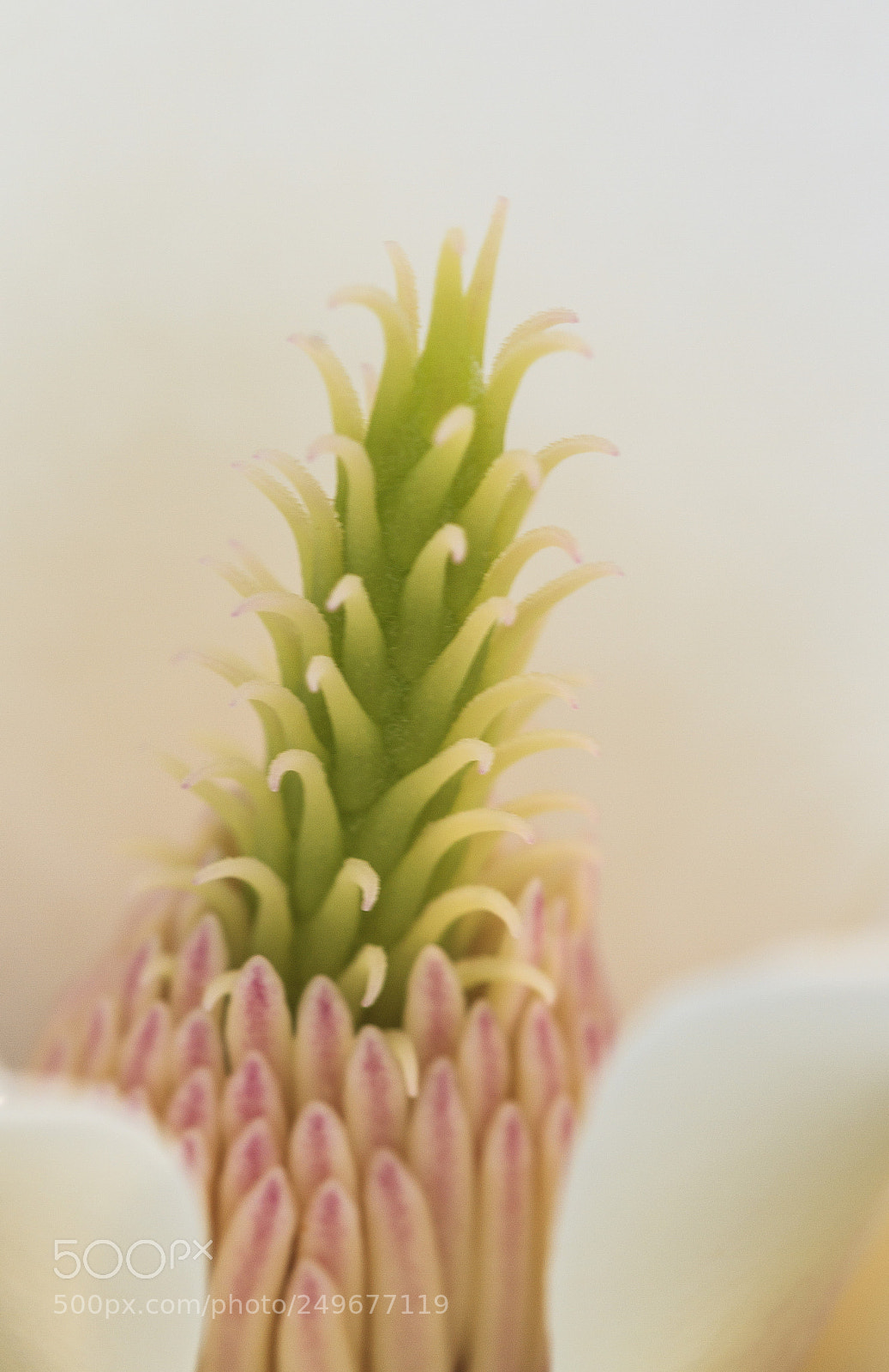 Canon EOS 7D sample photo. 圡兰花芯 photography