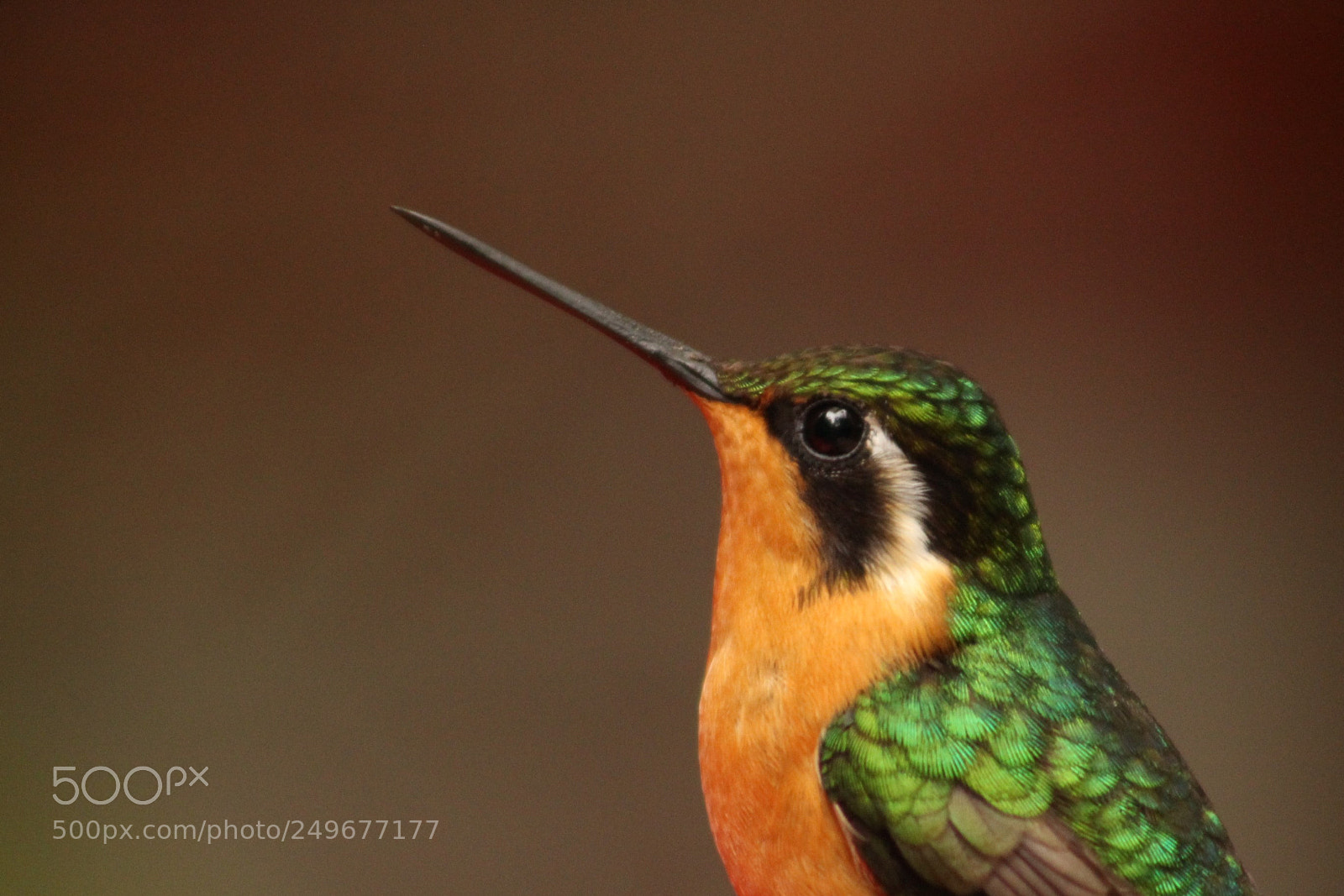 Canon EOS 700D (EOS Rebel T5i / EOS Kiss X7i) sample photo. Purple-throated mountain-gem photography