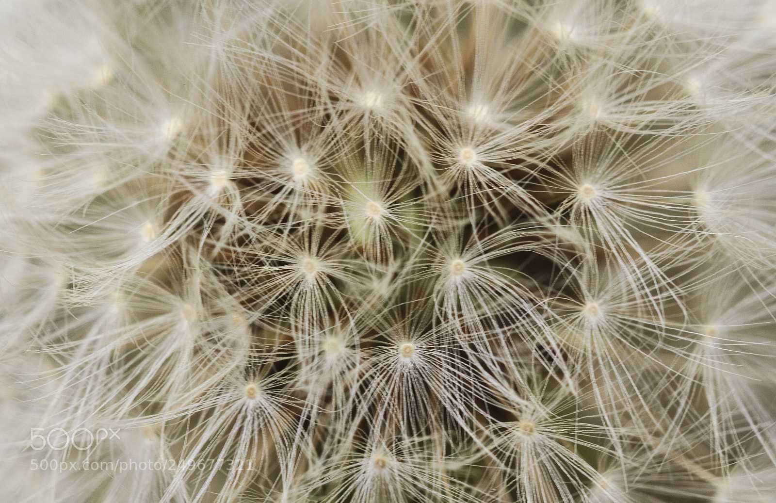 Canon EOS 7D sample photo. 蒲公英 photography