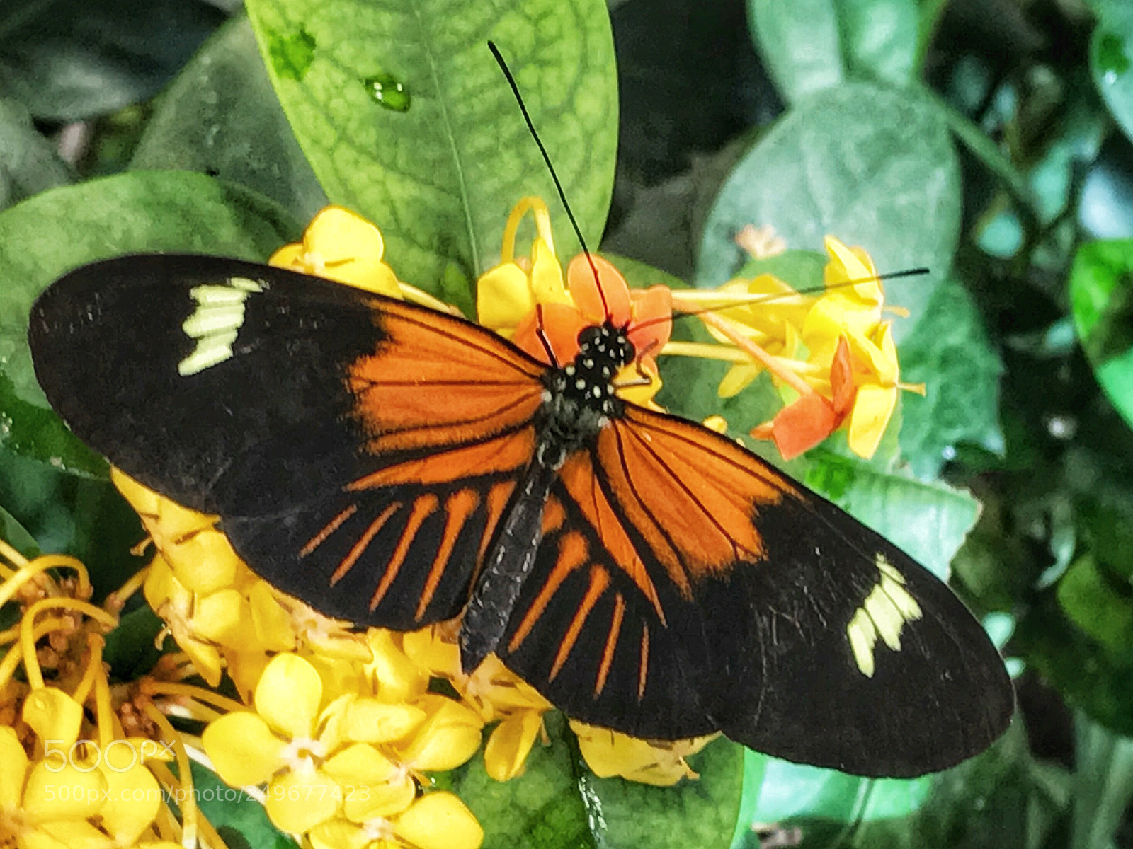 Apple iPhone 7 sample photo. Longwing butterfly photography