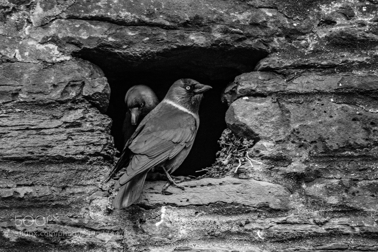 Canon EOS 1300D (EOS Rebel T6 / EOS Kiss X80) sample photo. Stone the crows photography