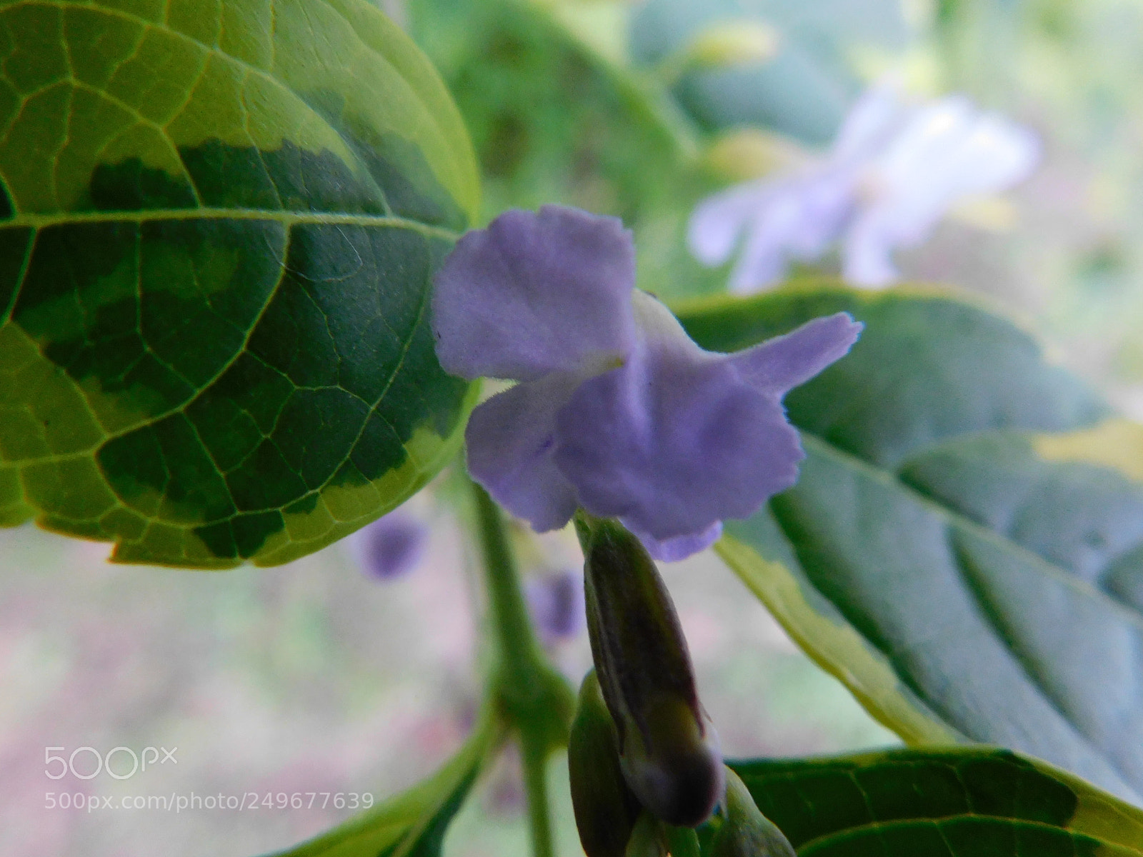 Nikon Coolpix B500 sample photo. Purple photography