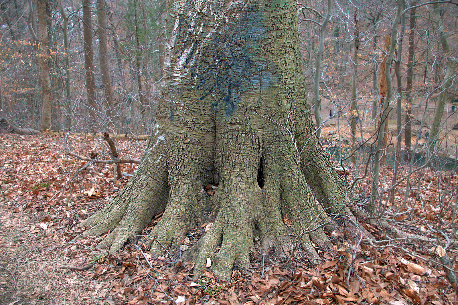 Fujifilm X30 sample photo. Old tree roots photography