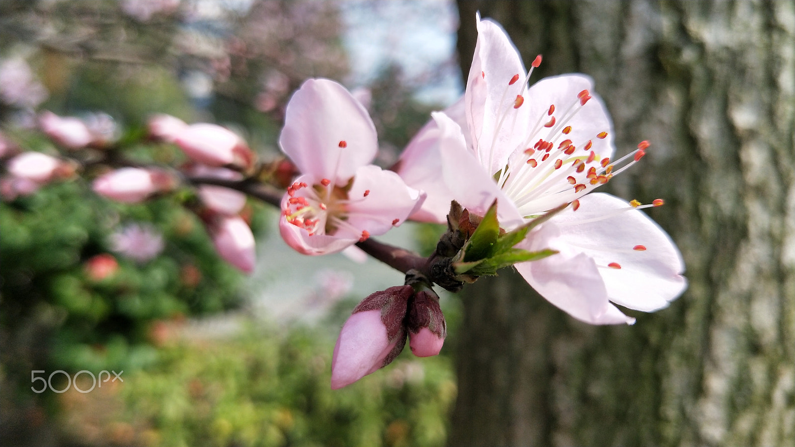 OPPO R11T sample photo. Peach flower photography