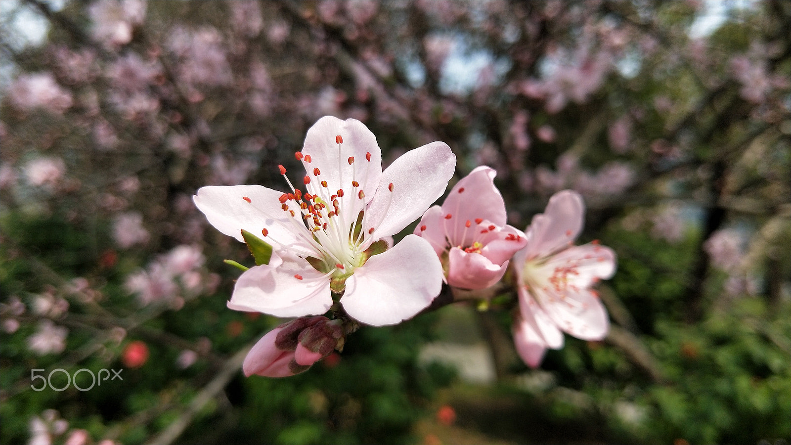 OPPO R11T sample photo. Peach flower photography