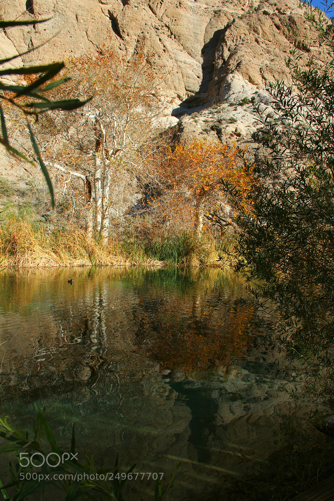 Canon EOS 60D sample photo. Fall...ish look photography