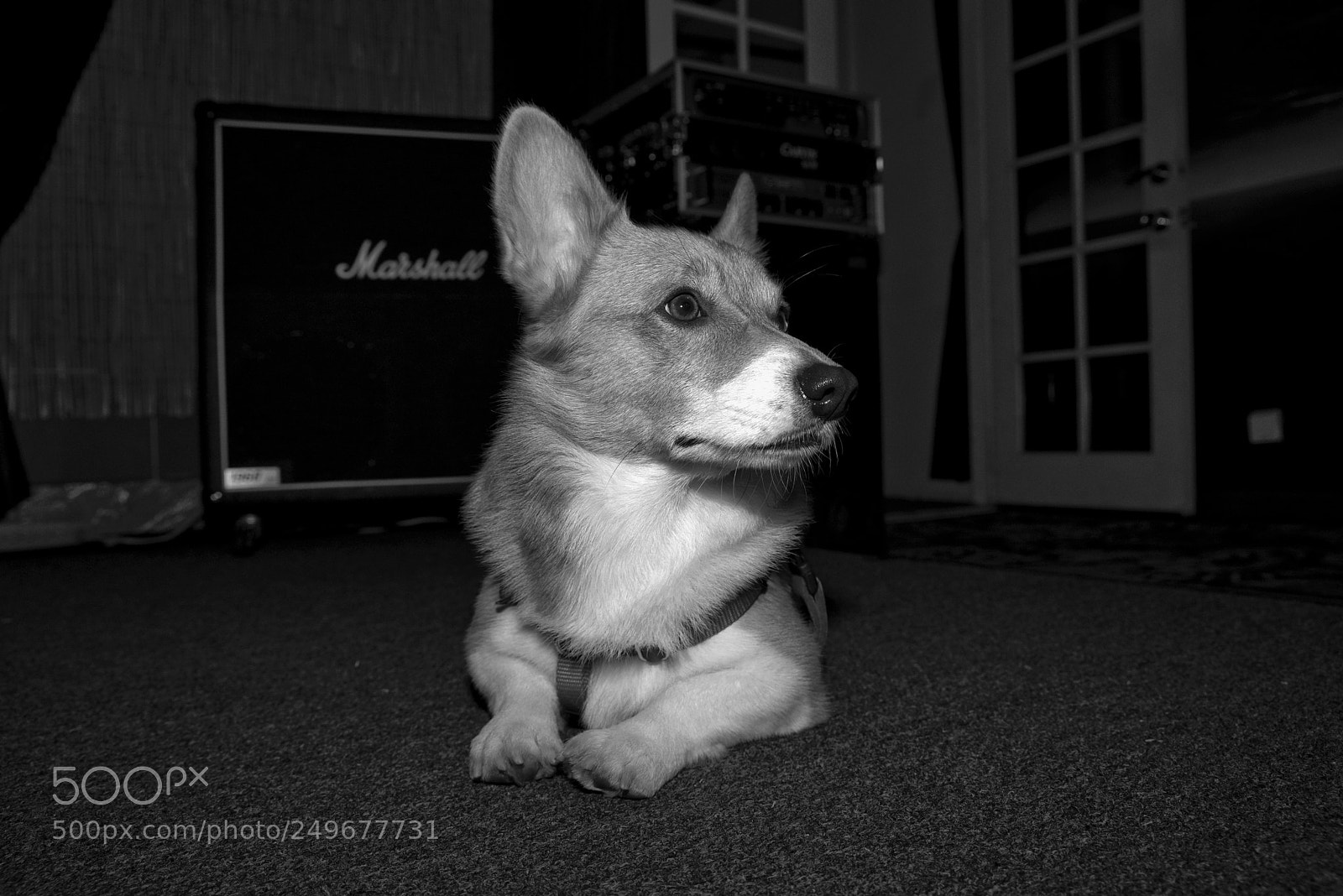 Pentax K-1 sample photo. Noodles the corgi photography
