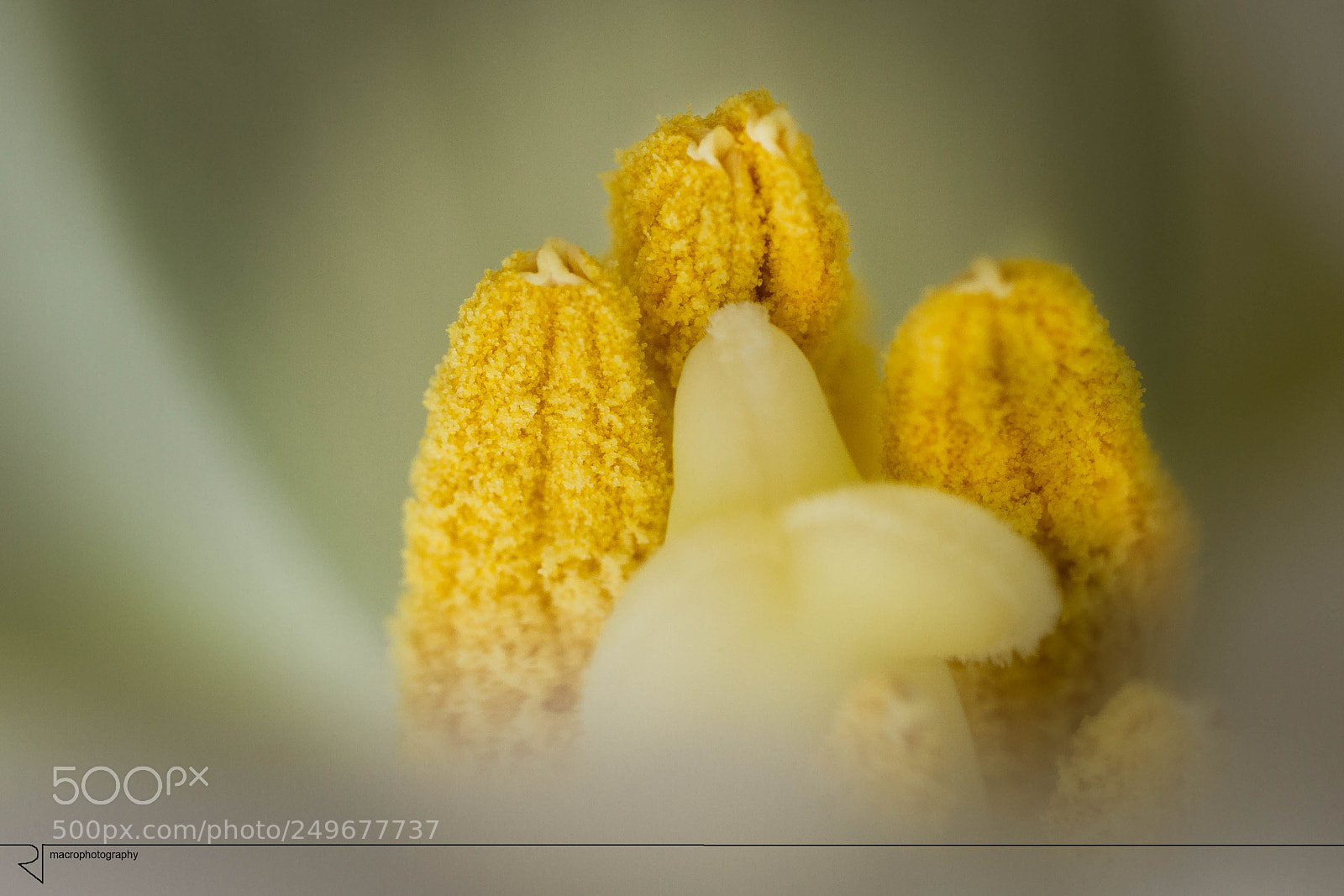 Canon EOS 7D sample photo. Yello dust photography