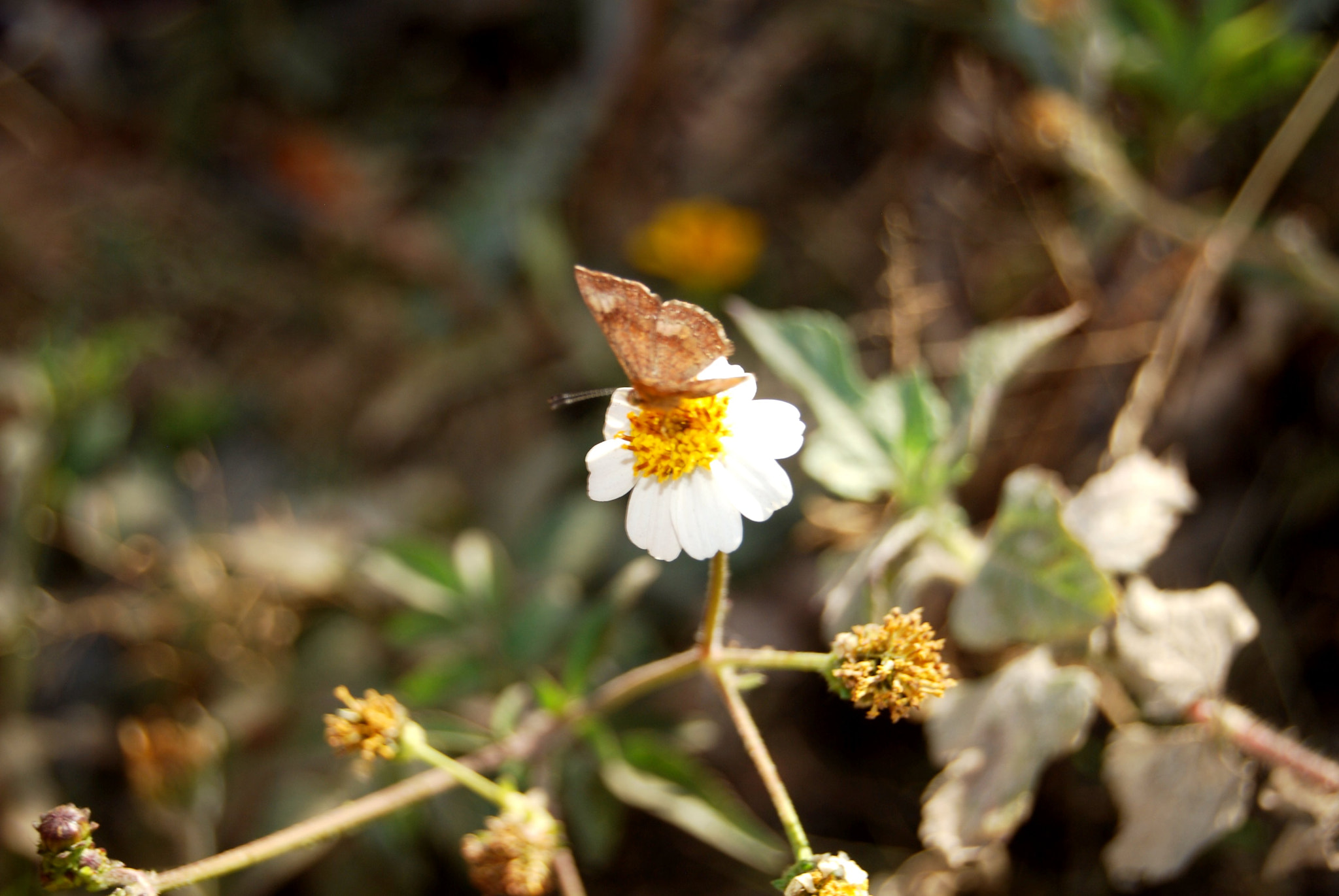 Nikon D40X sample photo. Fly high photography