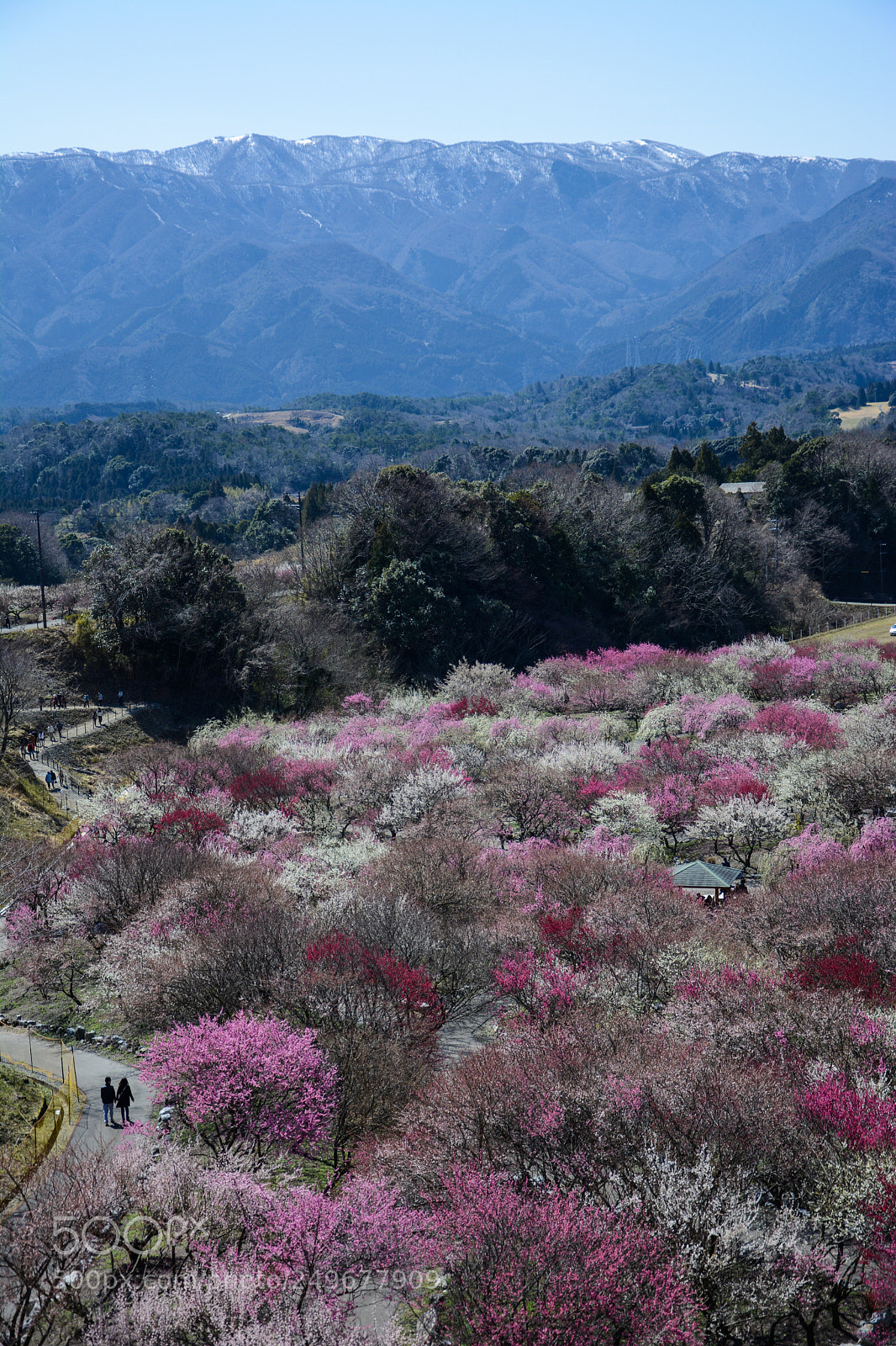 Nikon D7100 sample photo. Japanese apricot photography